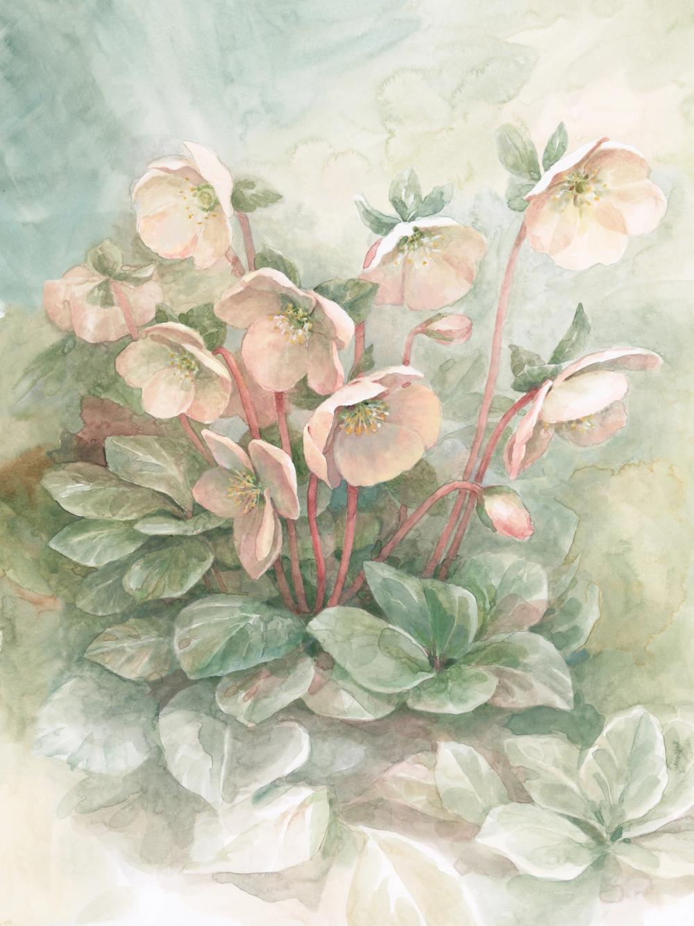 Hellebores