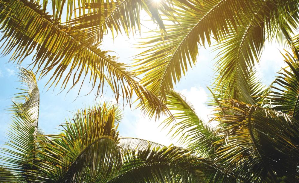 Looking Through Palm Leaves