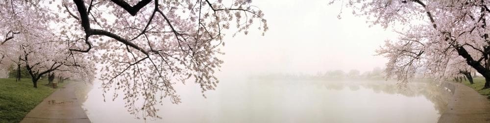 Sakura Mist Path