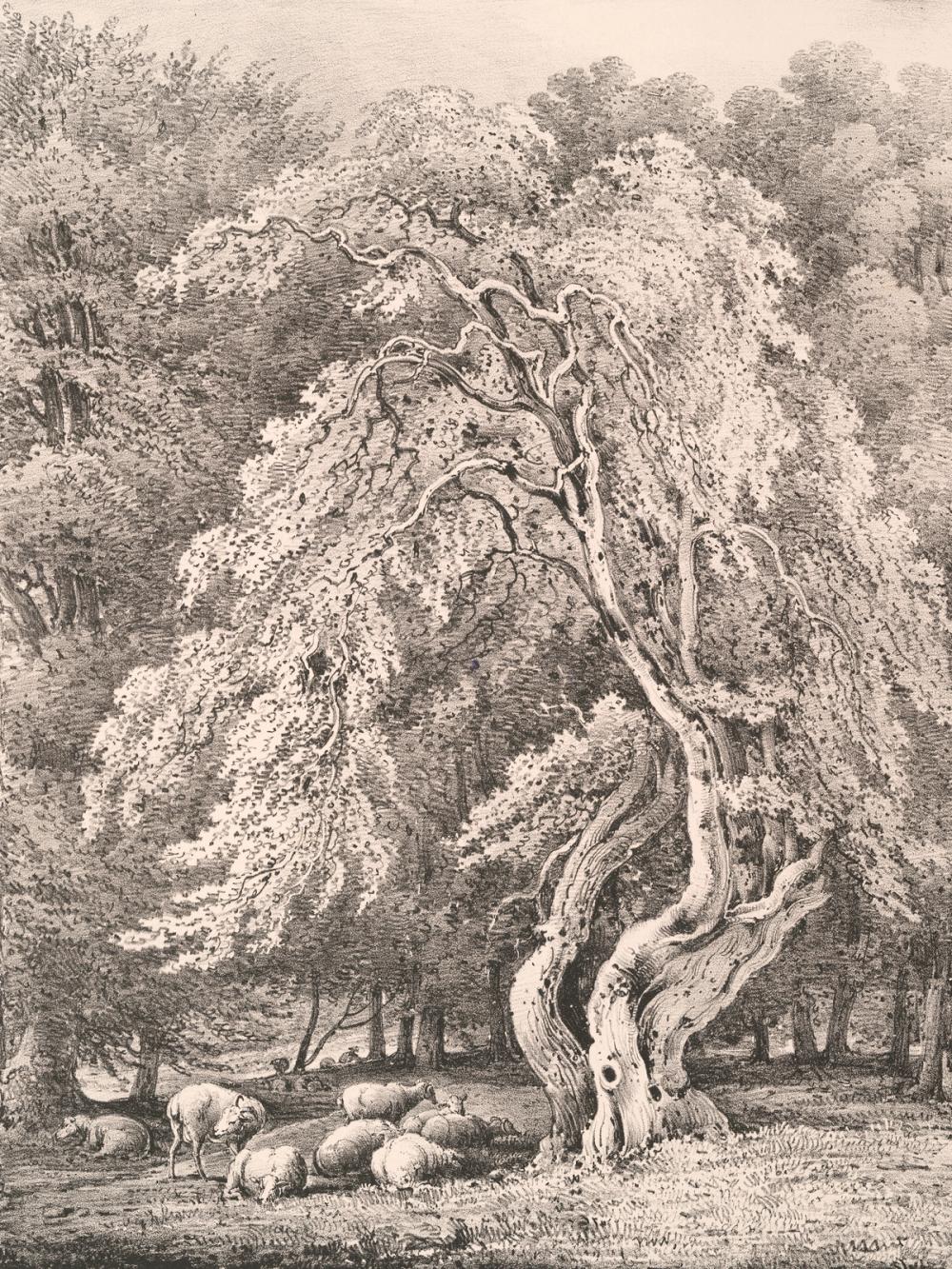 Hazel Nut Tree in Holme Park