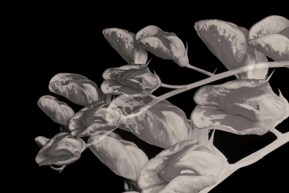 Flower Dreams BW I