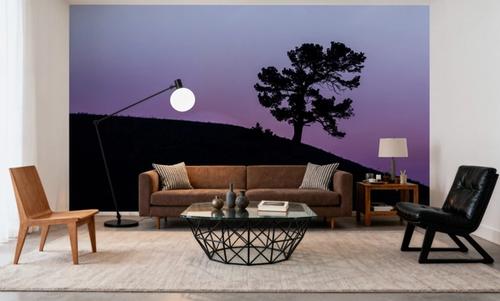 Limber Pine BW