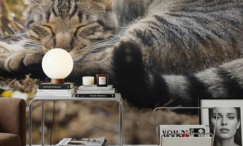 Cat Chill