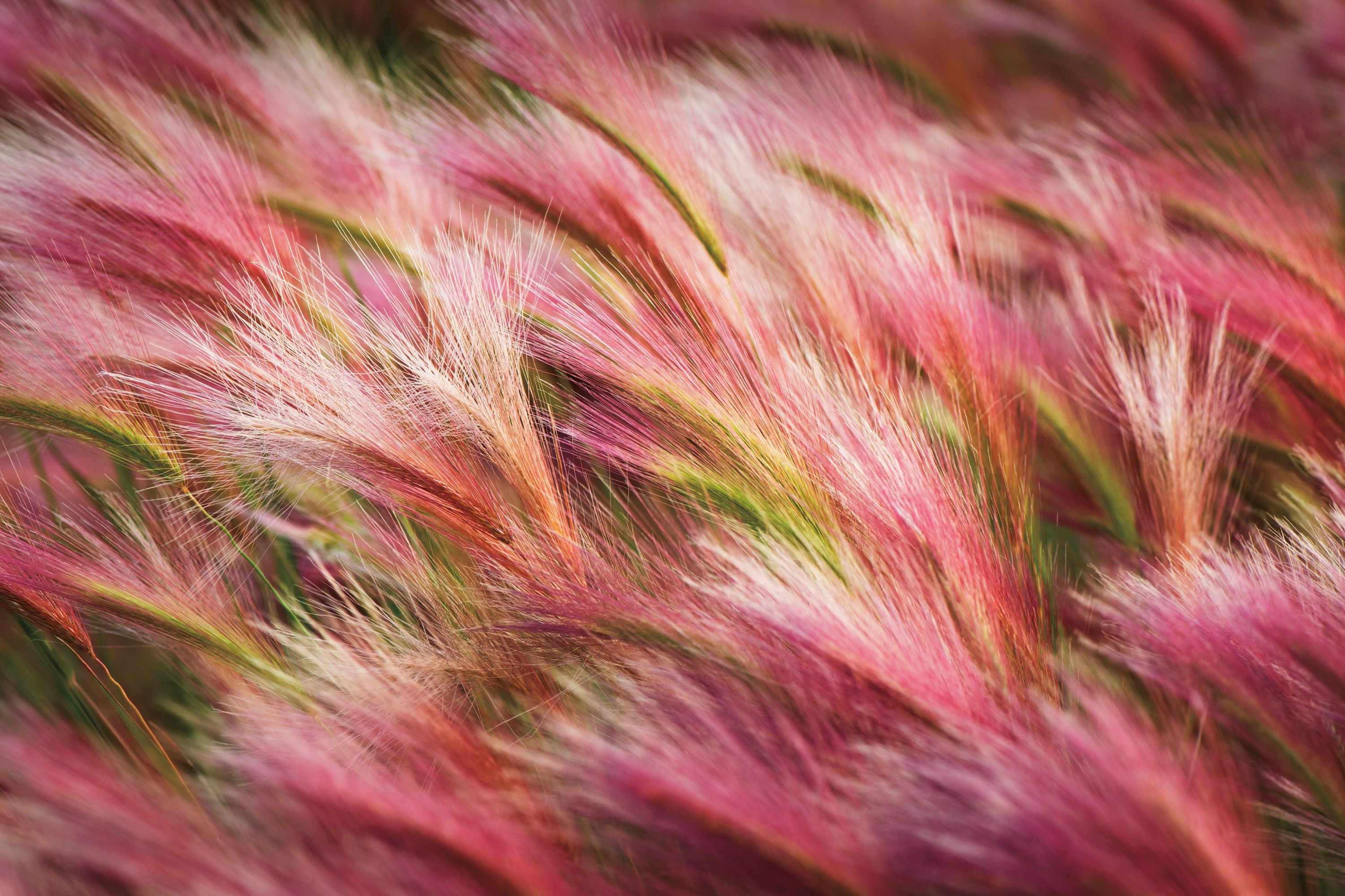 Barley Rice Field Wallpaper Background Stock Photo 1415792816 | Shutterstock