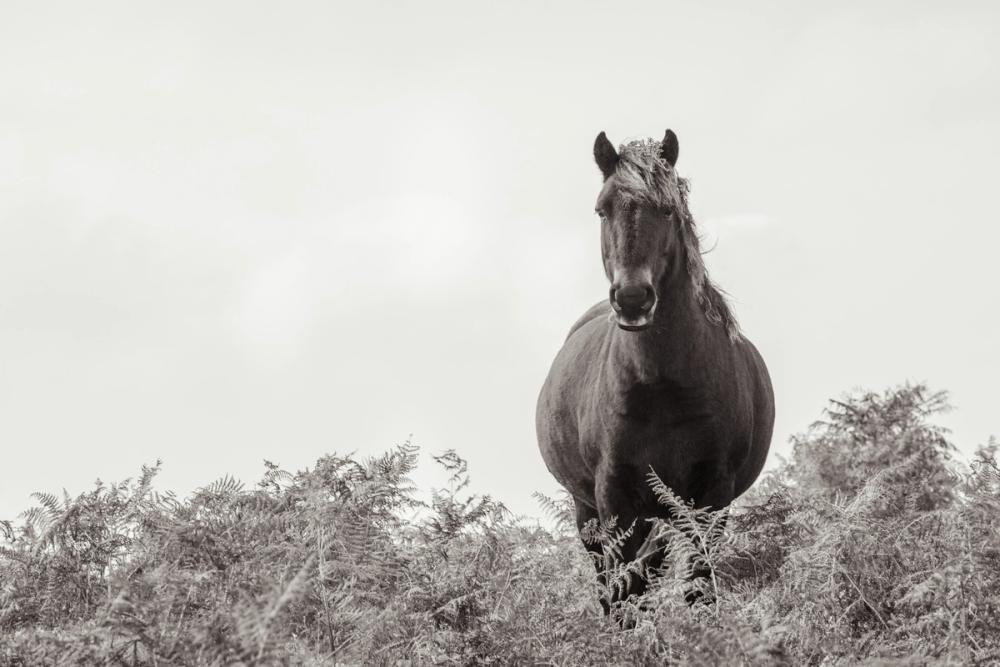 Wild Dartmoor Pony