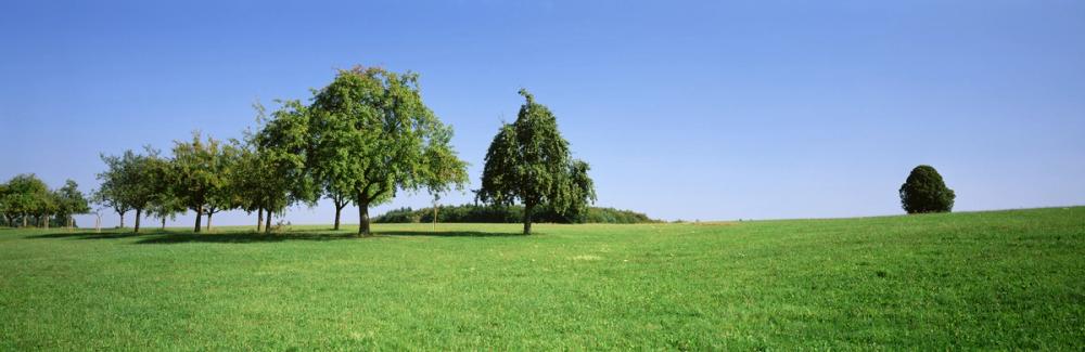 Tranquil Tree Line