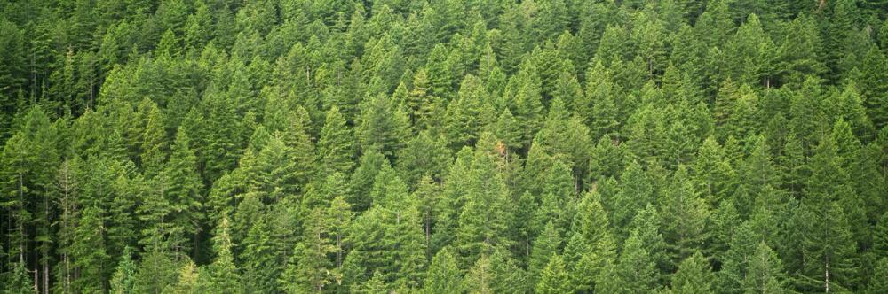 Evergreen Forest in Washintong State