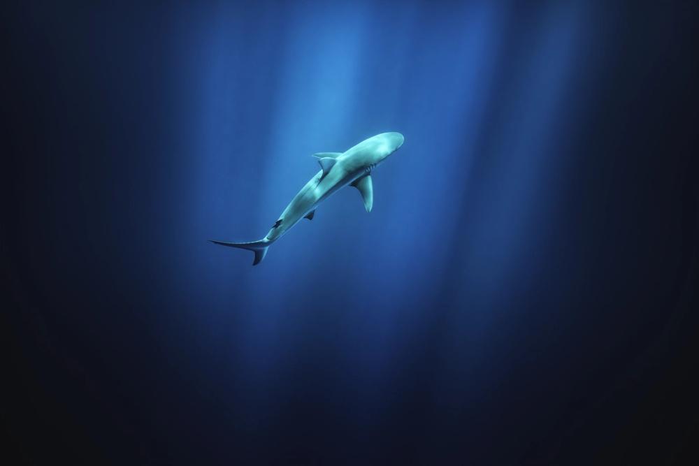 Lone Shark