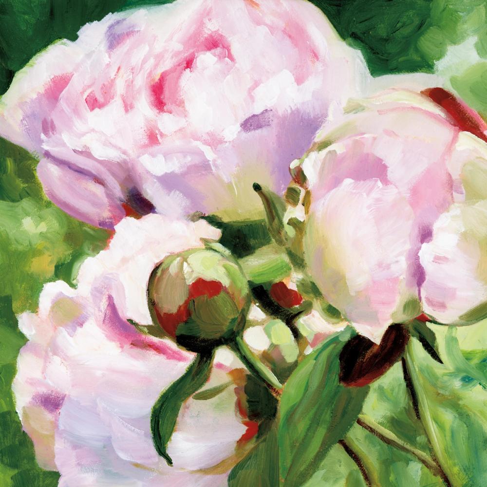 Pink Peony
