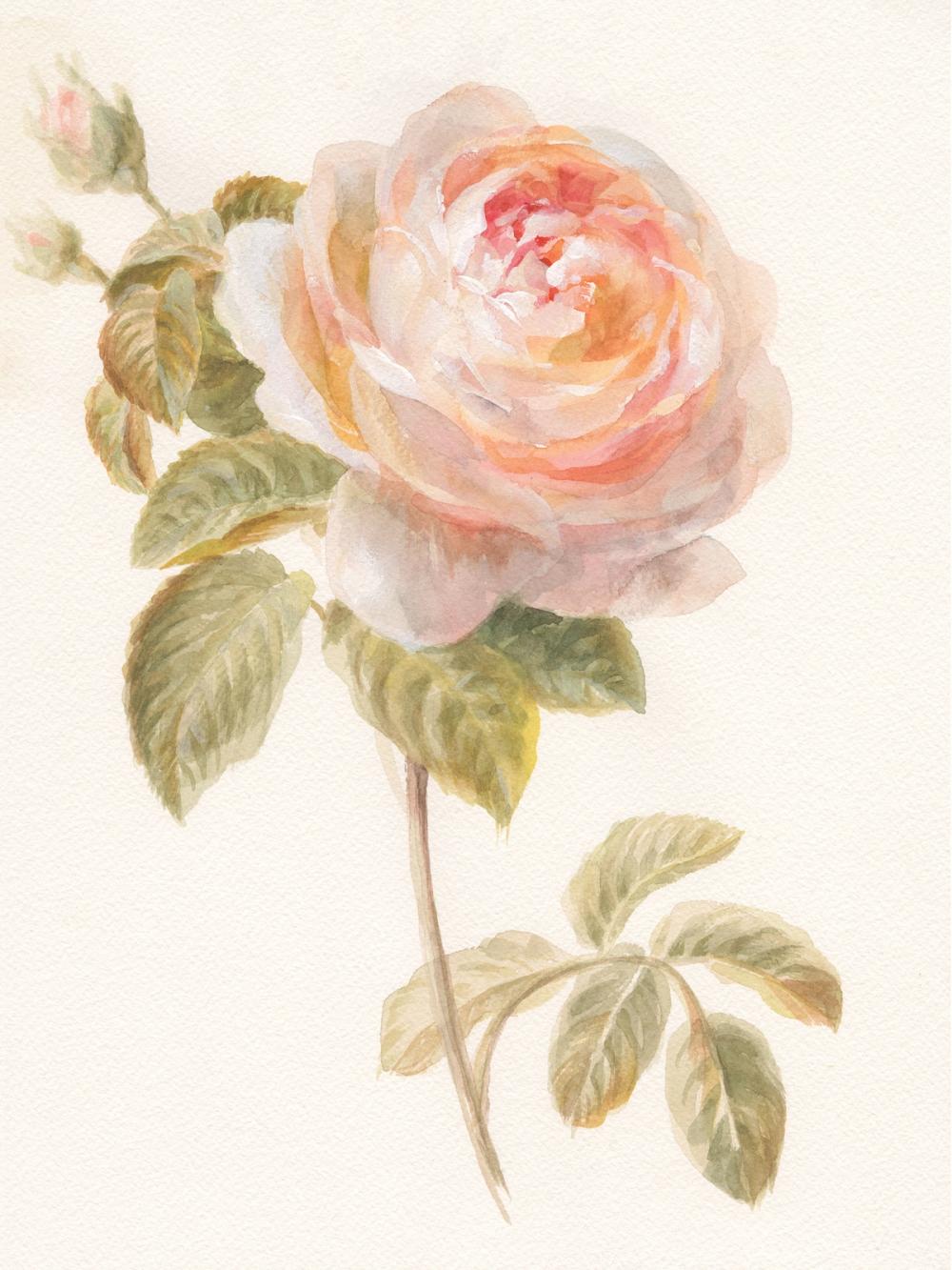 Garden Rose