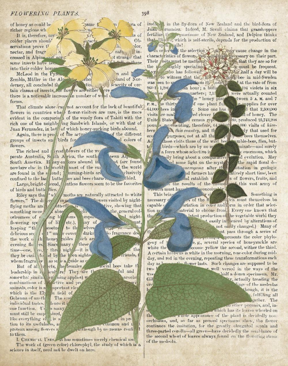 Salvia Florals on Newsprint II