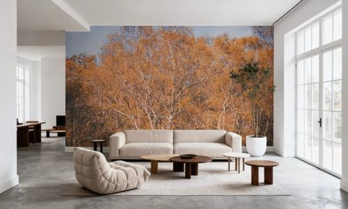 Amber Birch Woods