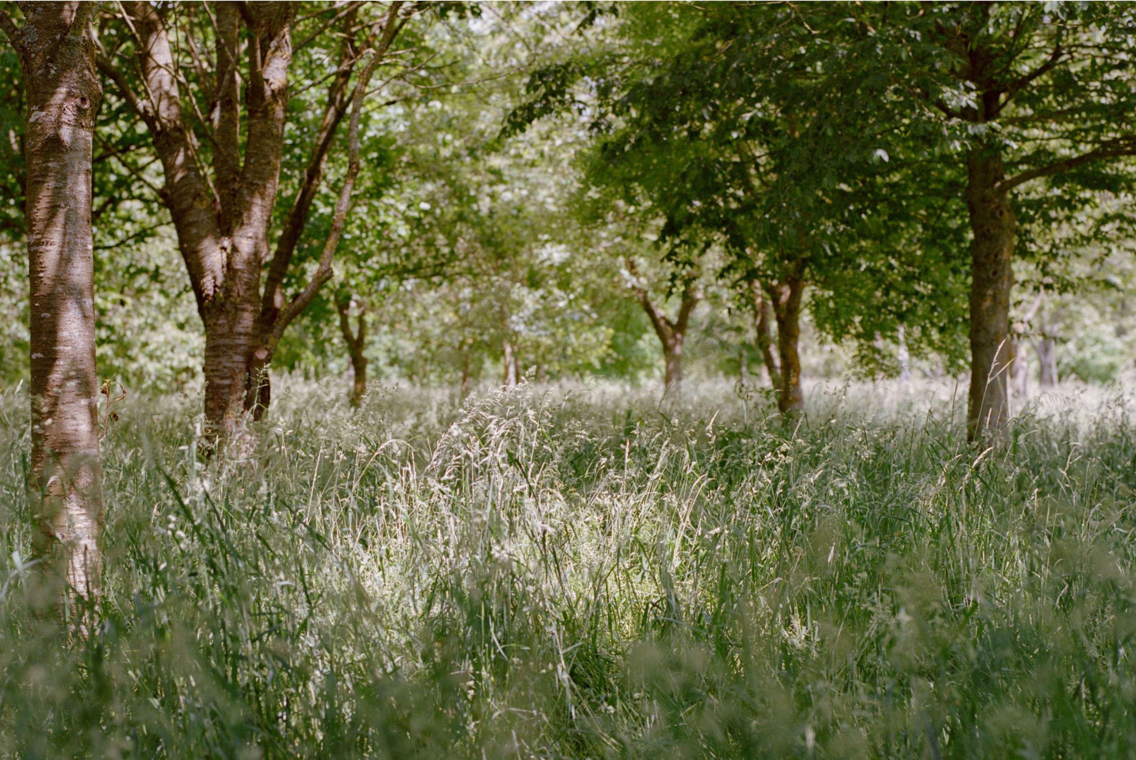 memorial trees in a woodland setting with long grass