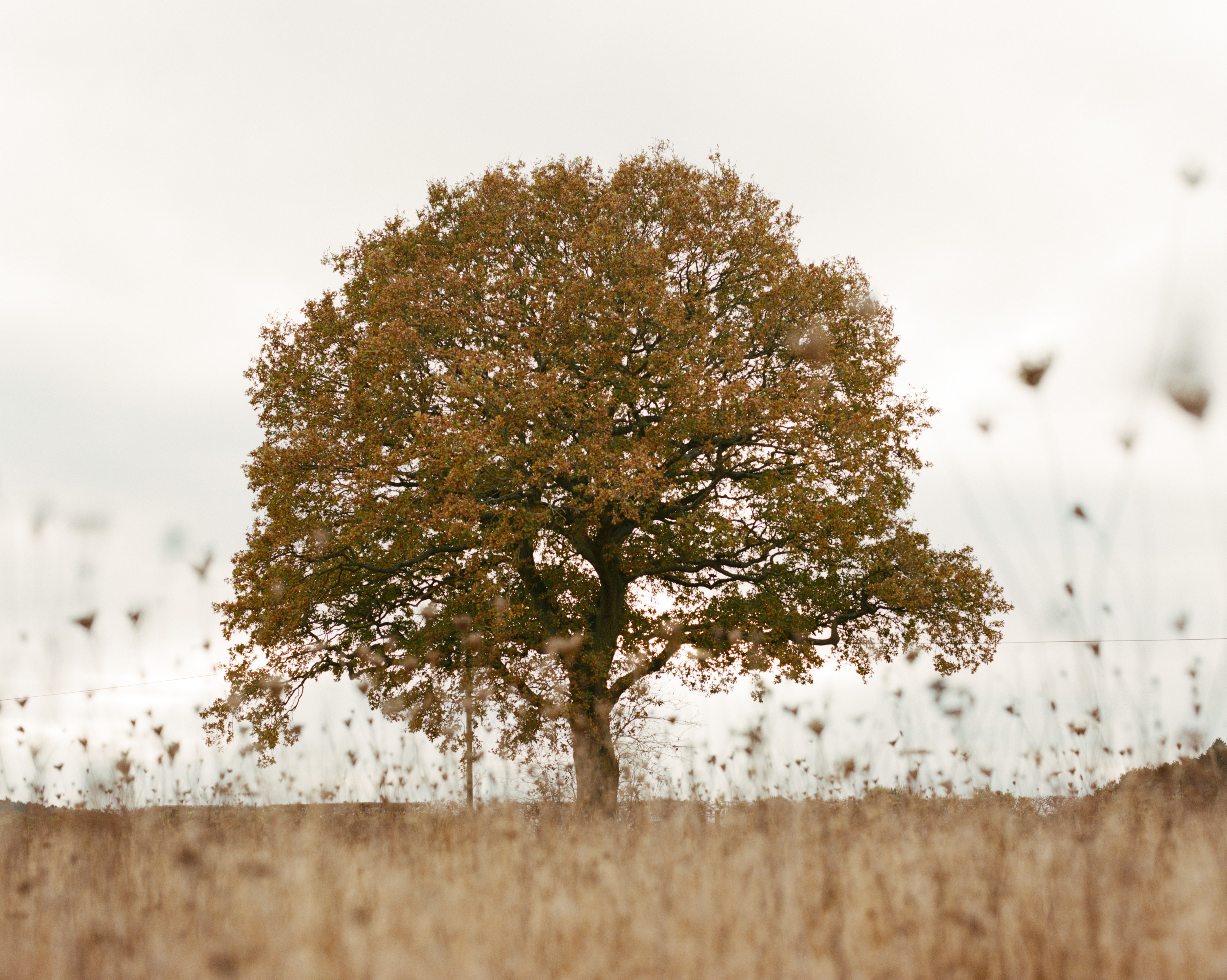 a tree in the middle of a field