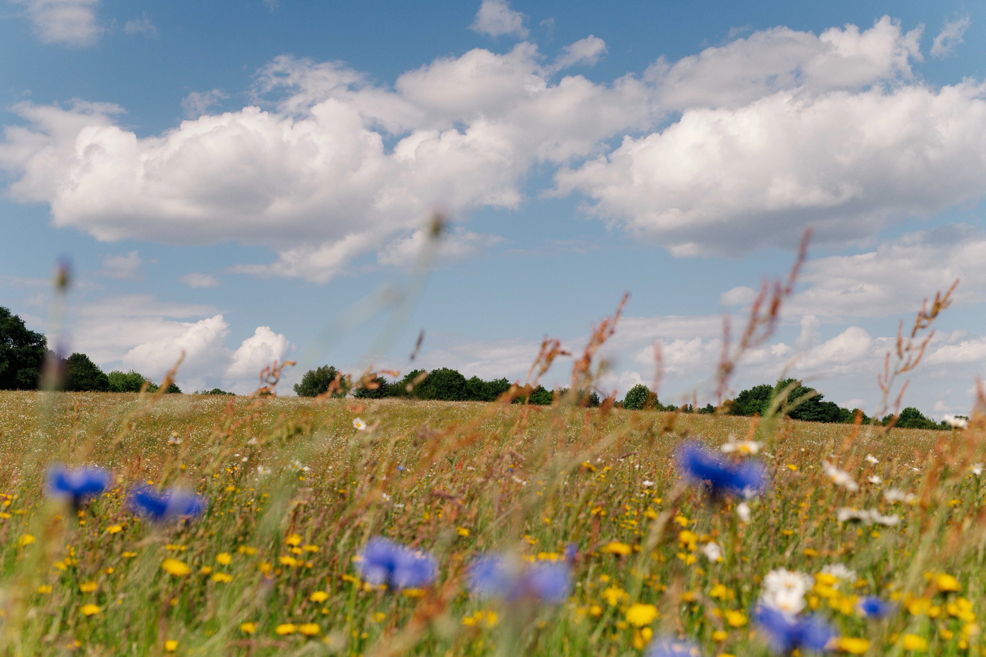 wildflower meadows and woodlands at Tithe Green Natural Burial Nottingham