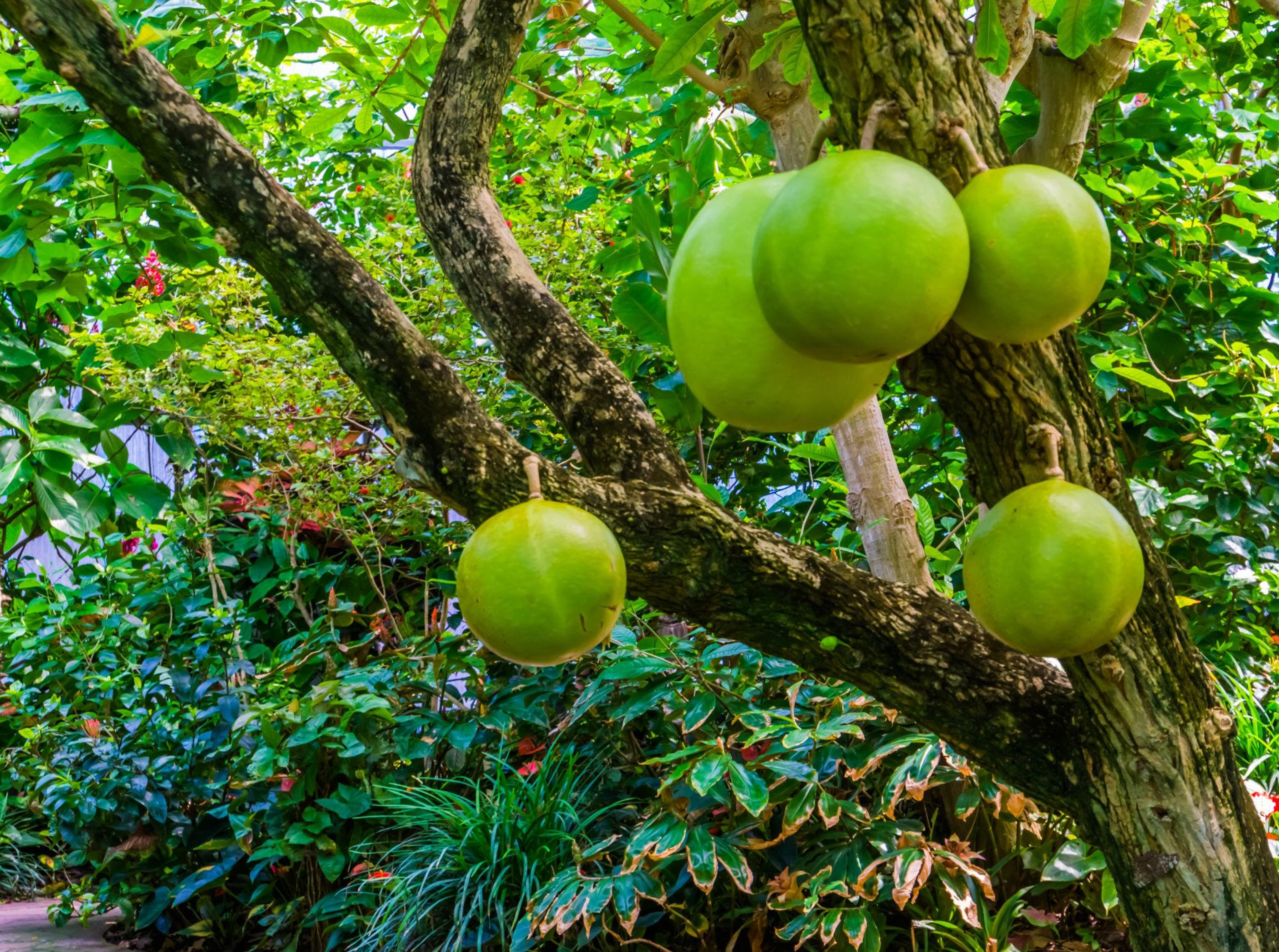 calabash tree