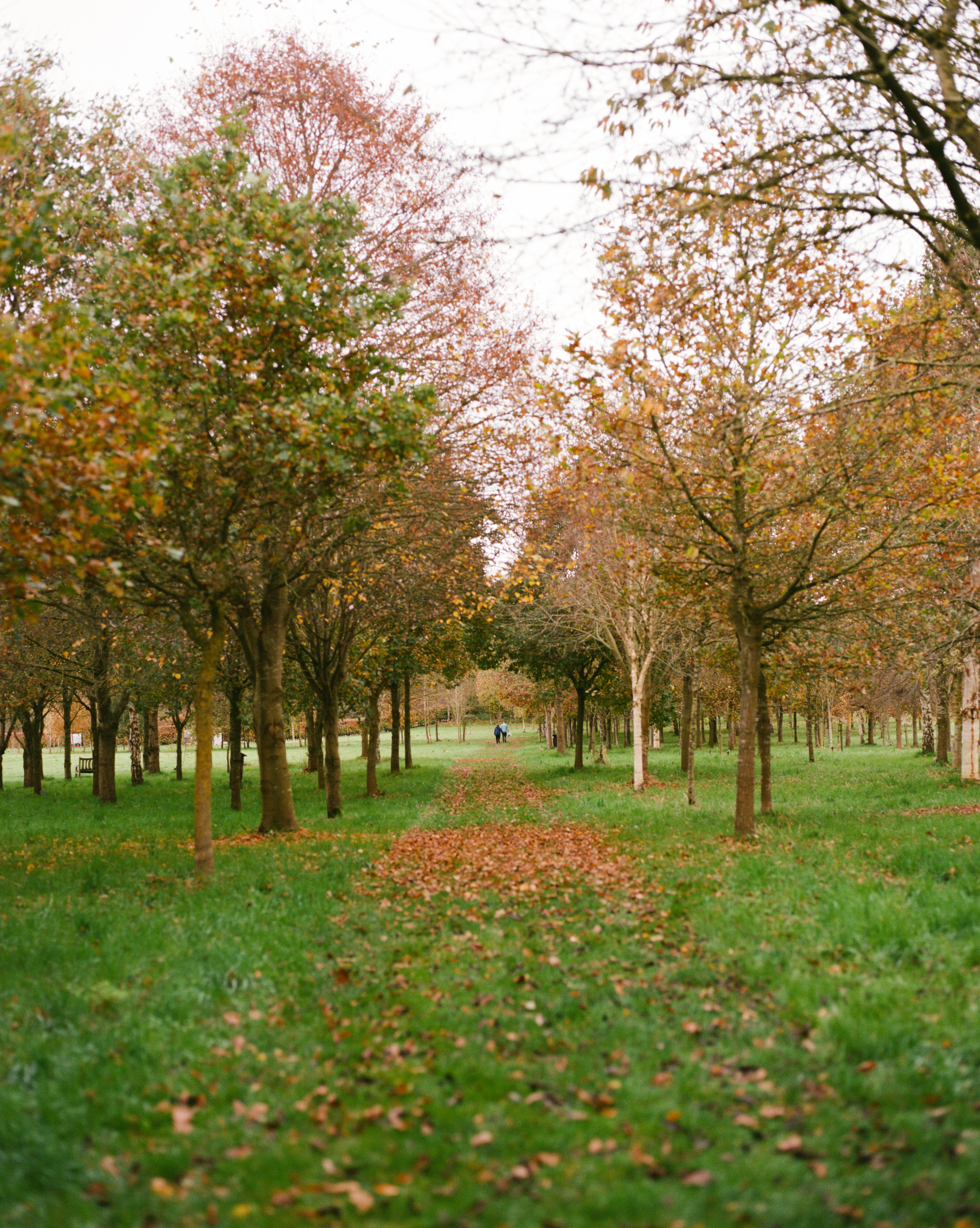 woodland in autumn with leaves on the floor