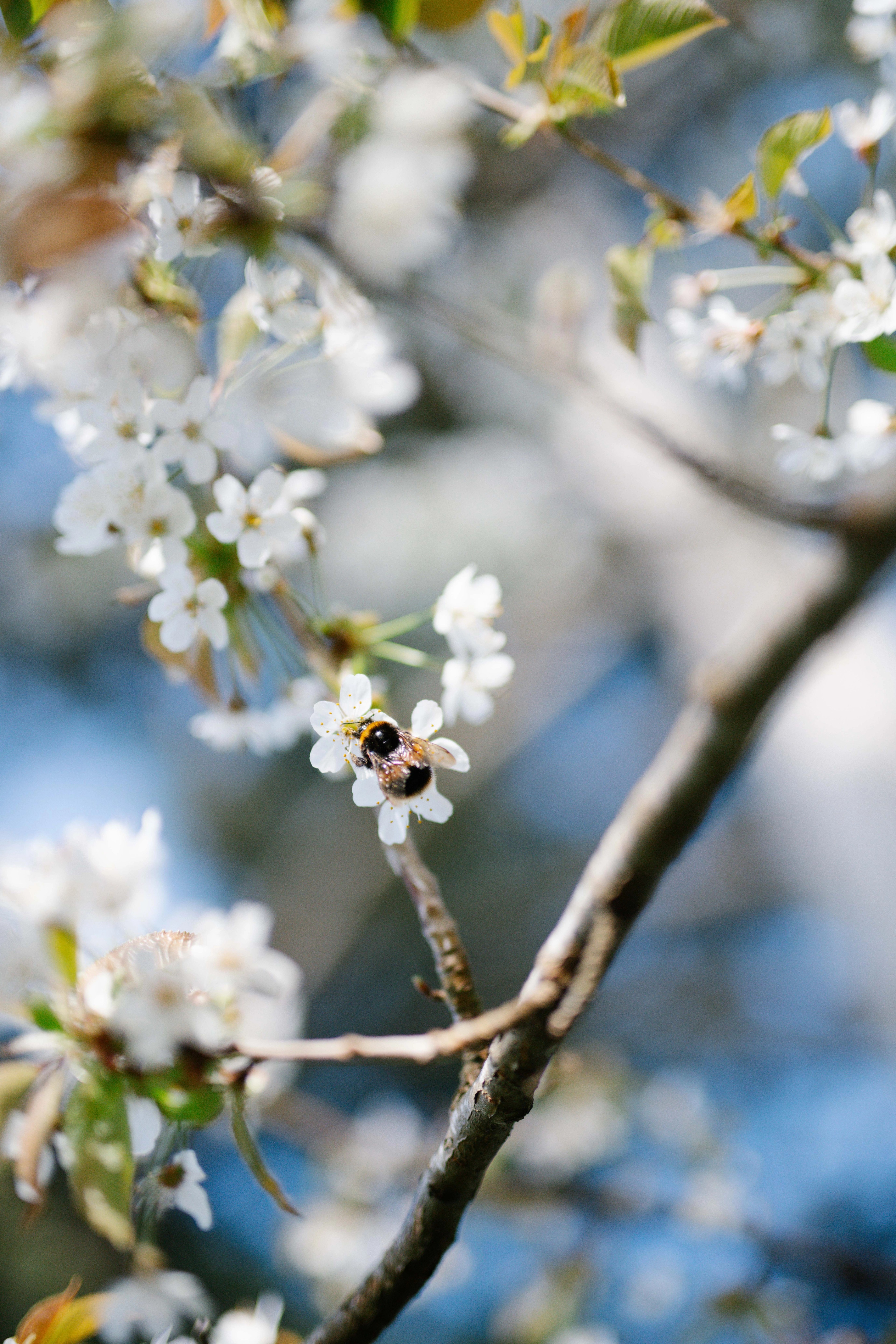 Bee on blossoms spring