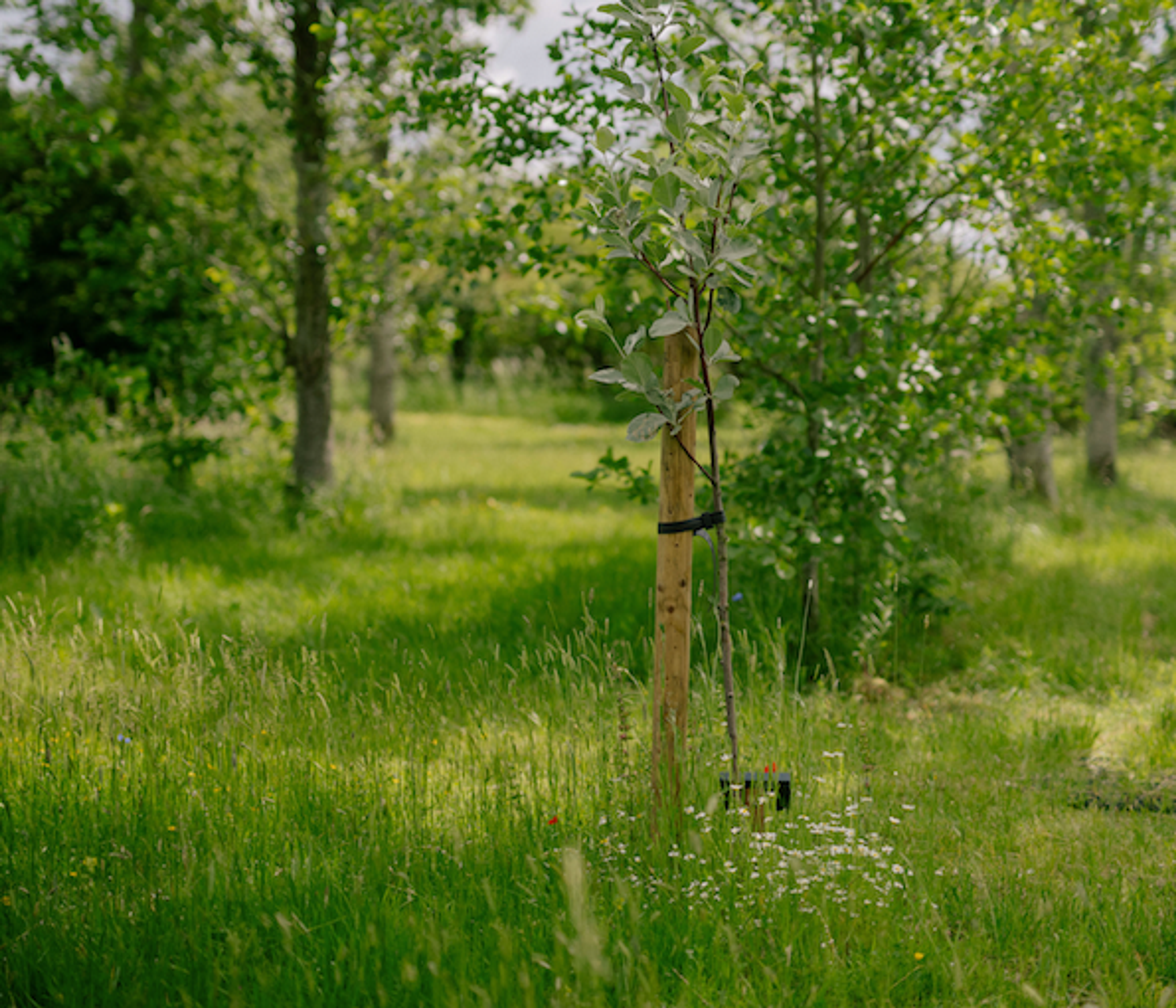 natural burial memorial tree