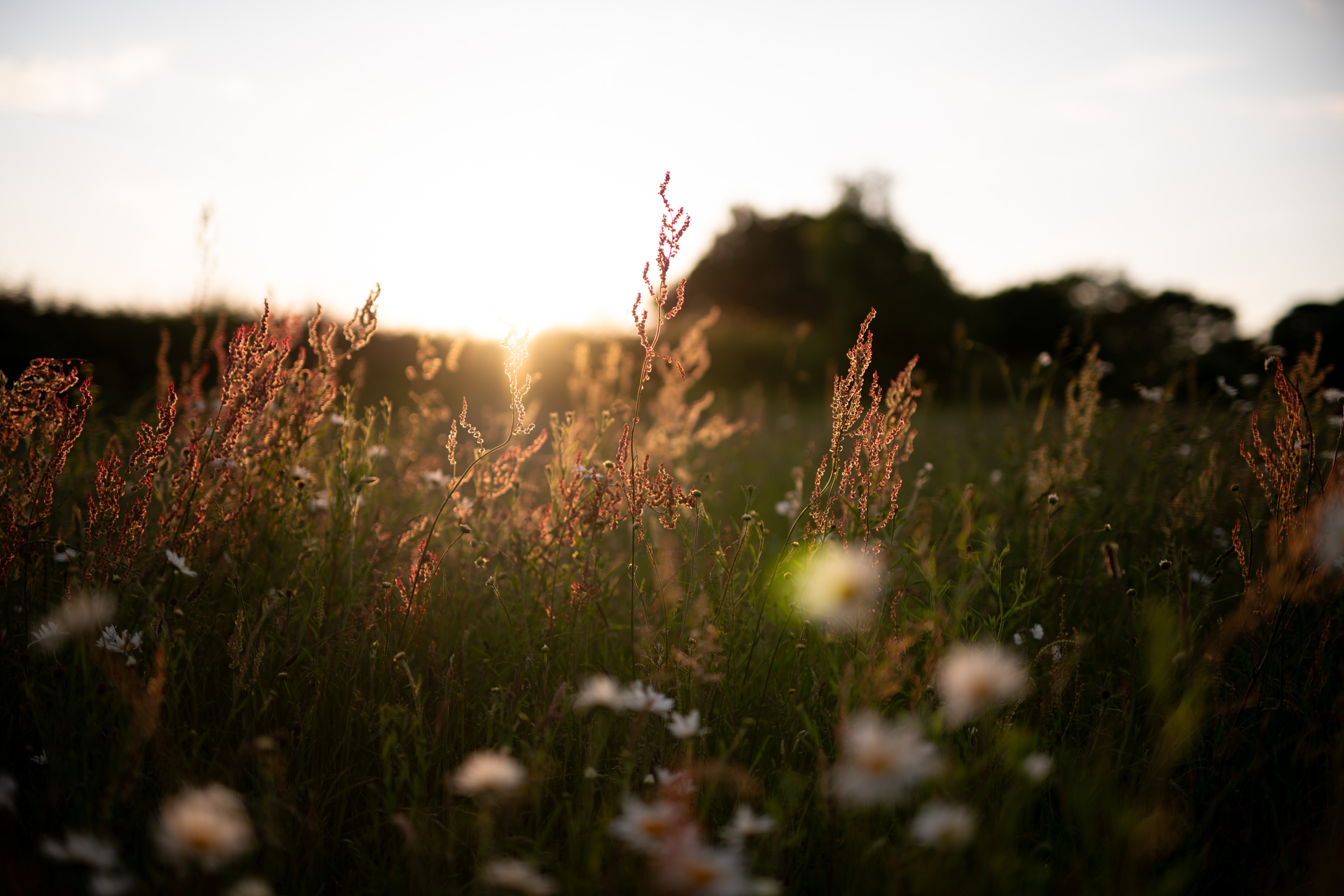 a wildflower meadow in a natural burial ground