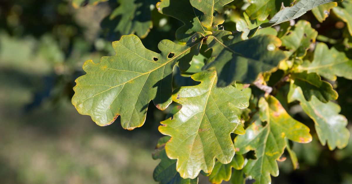 Poems to read at an interment of ashes | Tithe Green Natural Burial