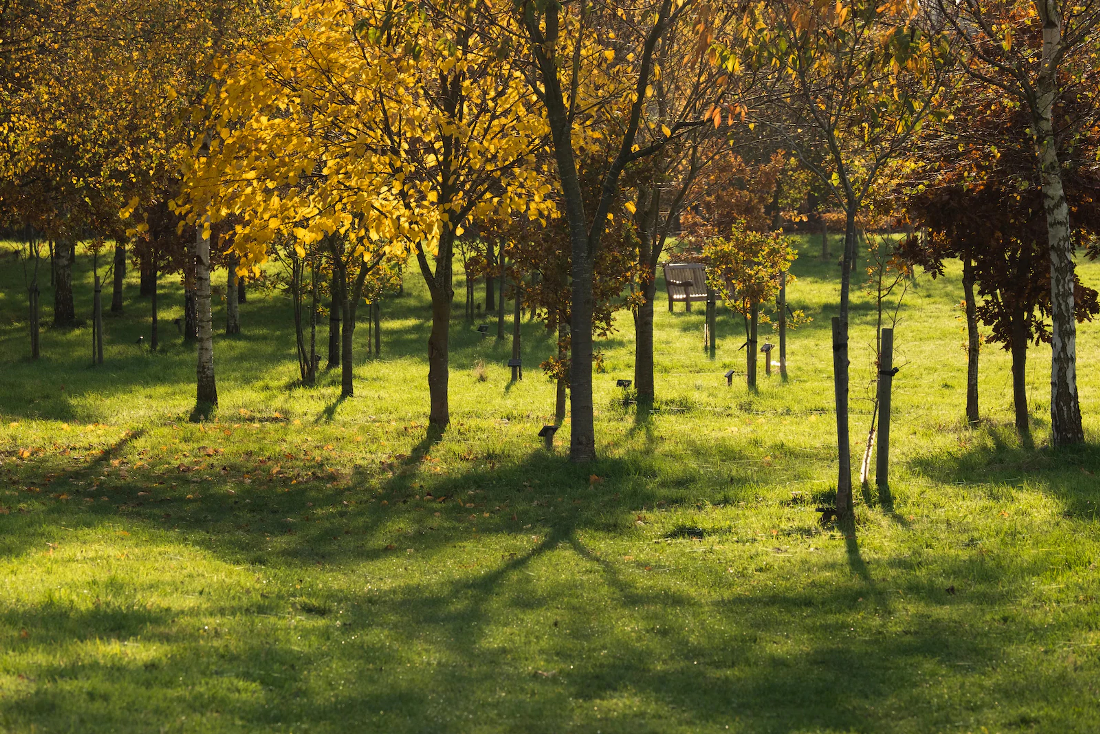 a photo of trees in a low sunlight