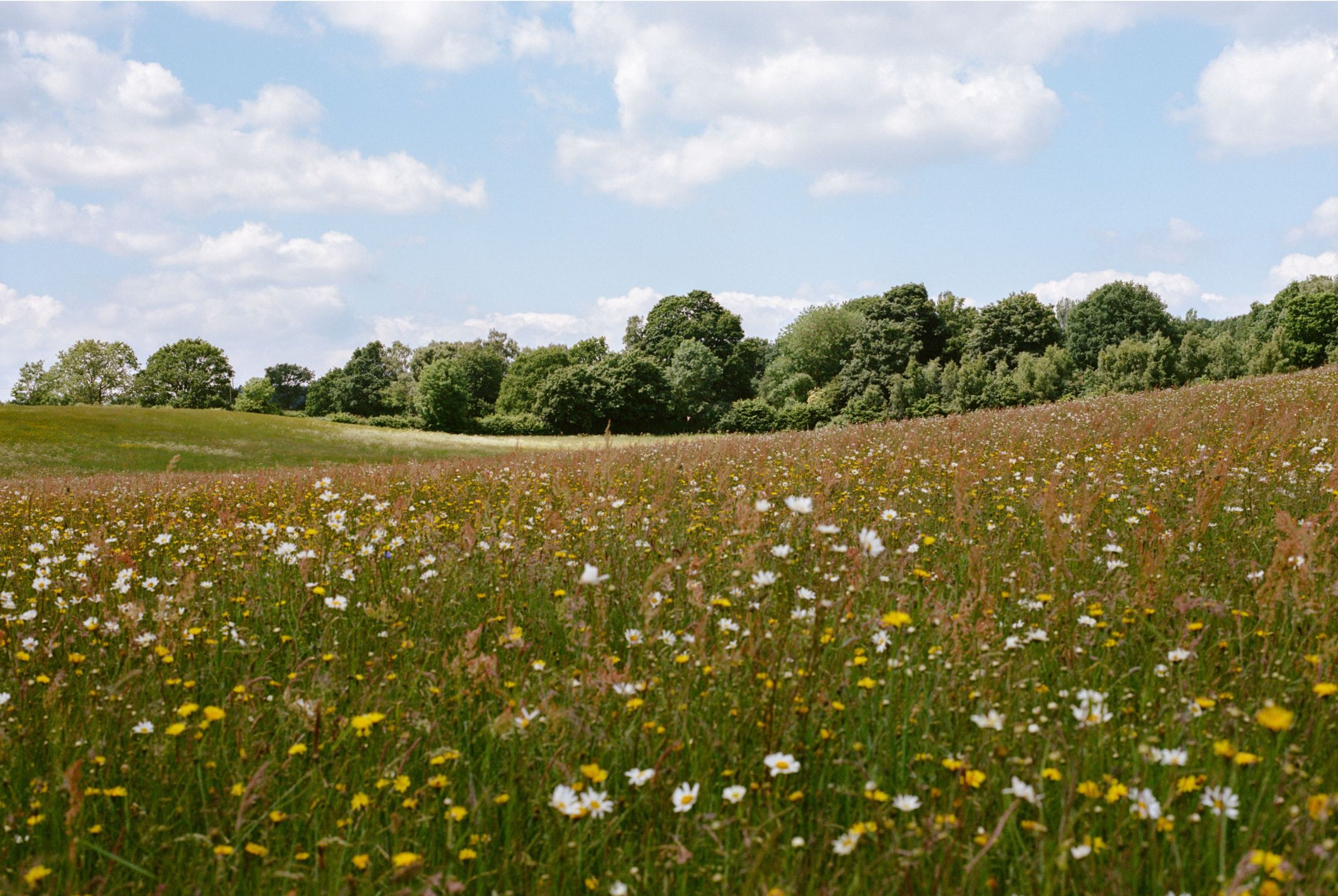 a photo of a wildflower meadow