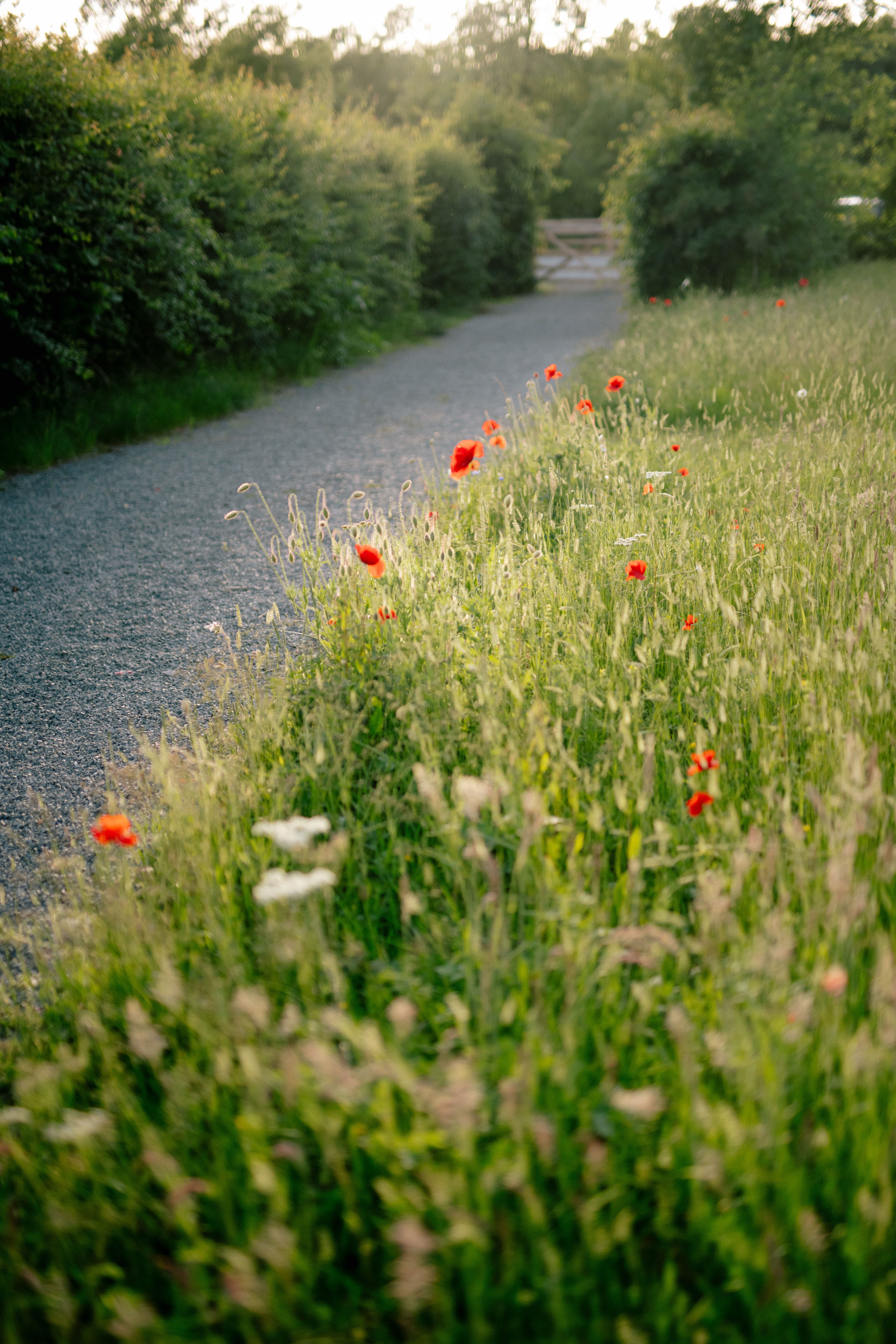 Tithe Green Natural Burial site in Markfield