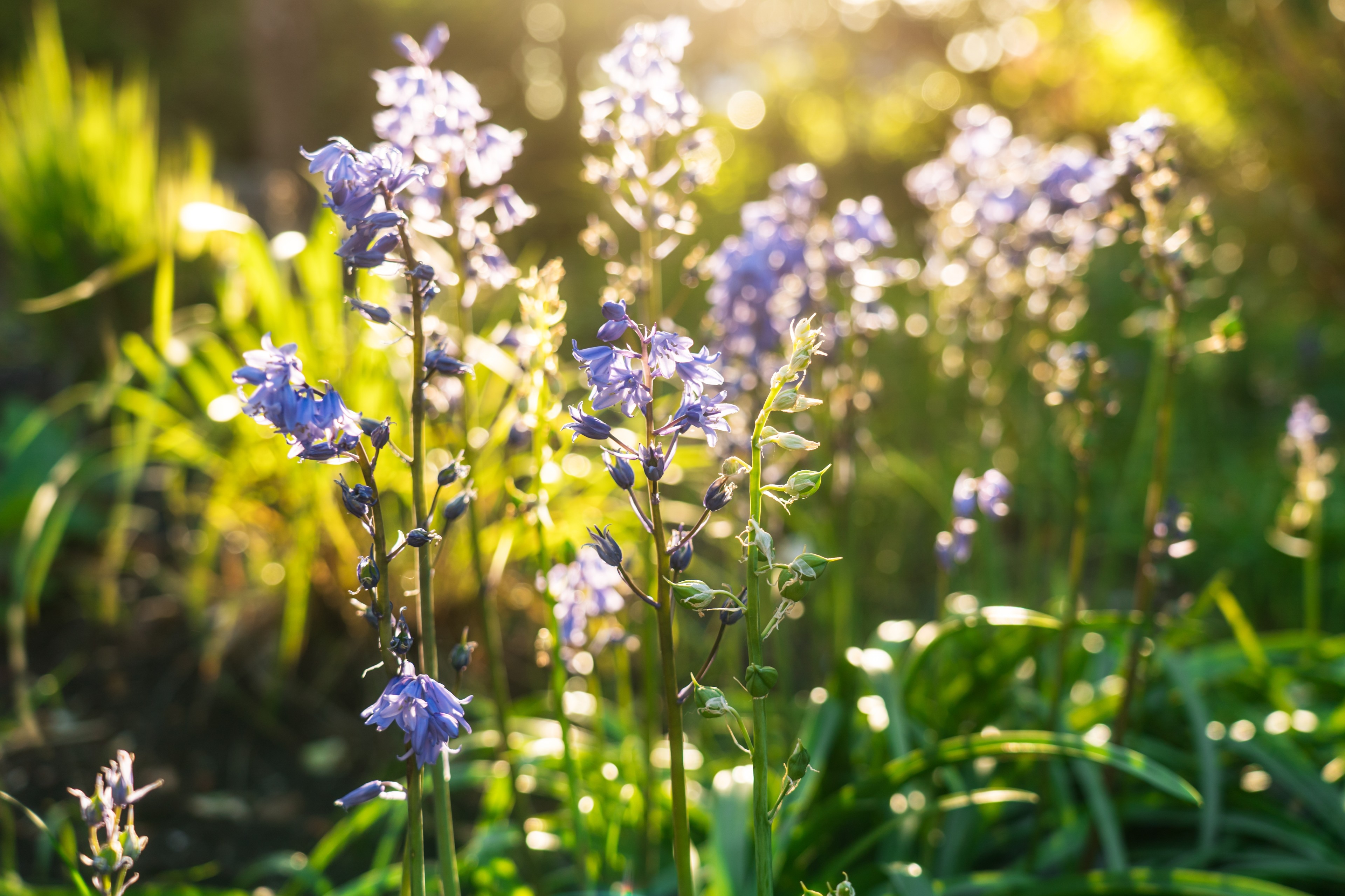 blue bells in the sun