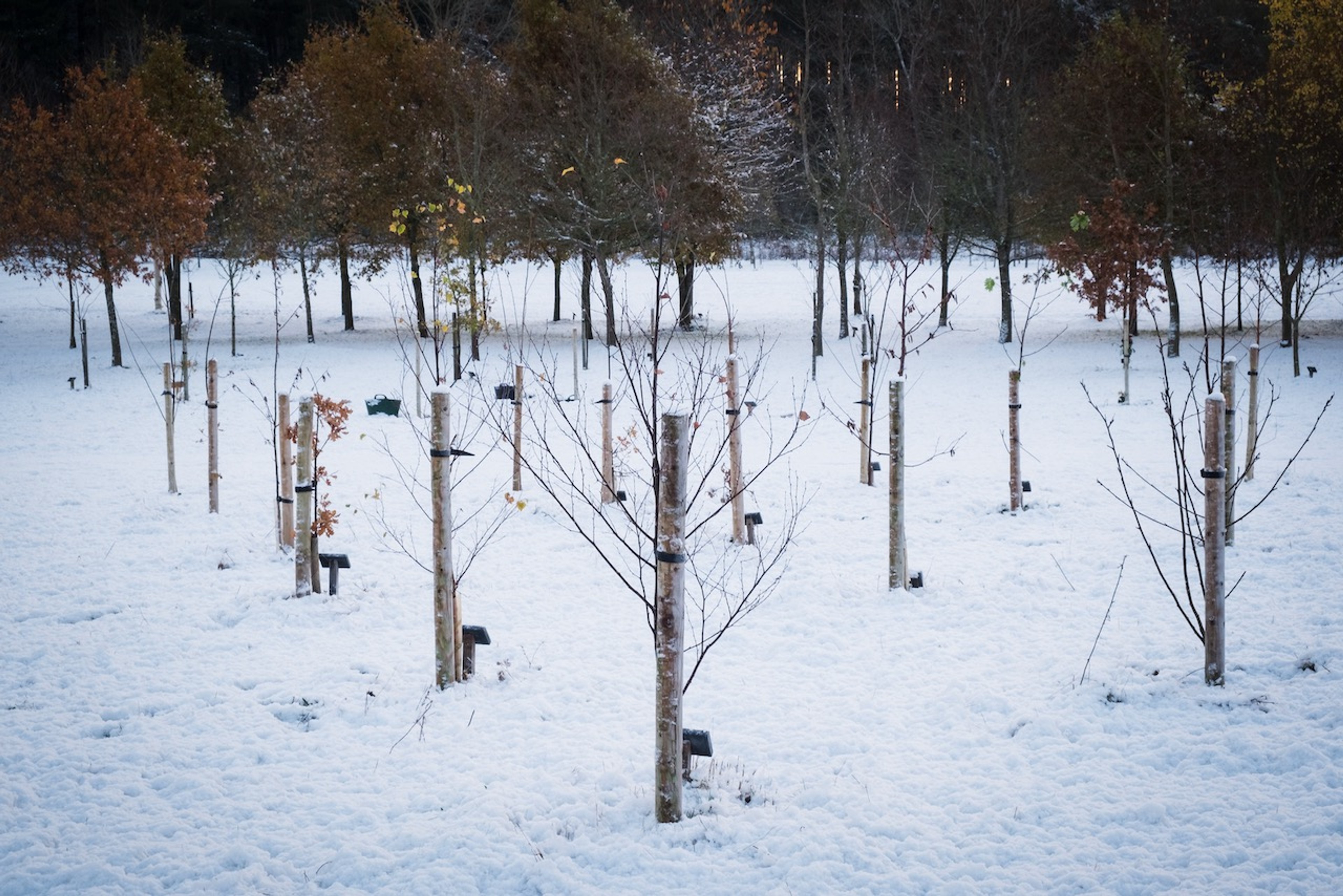 memorial trees in a snow covered burial ground