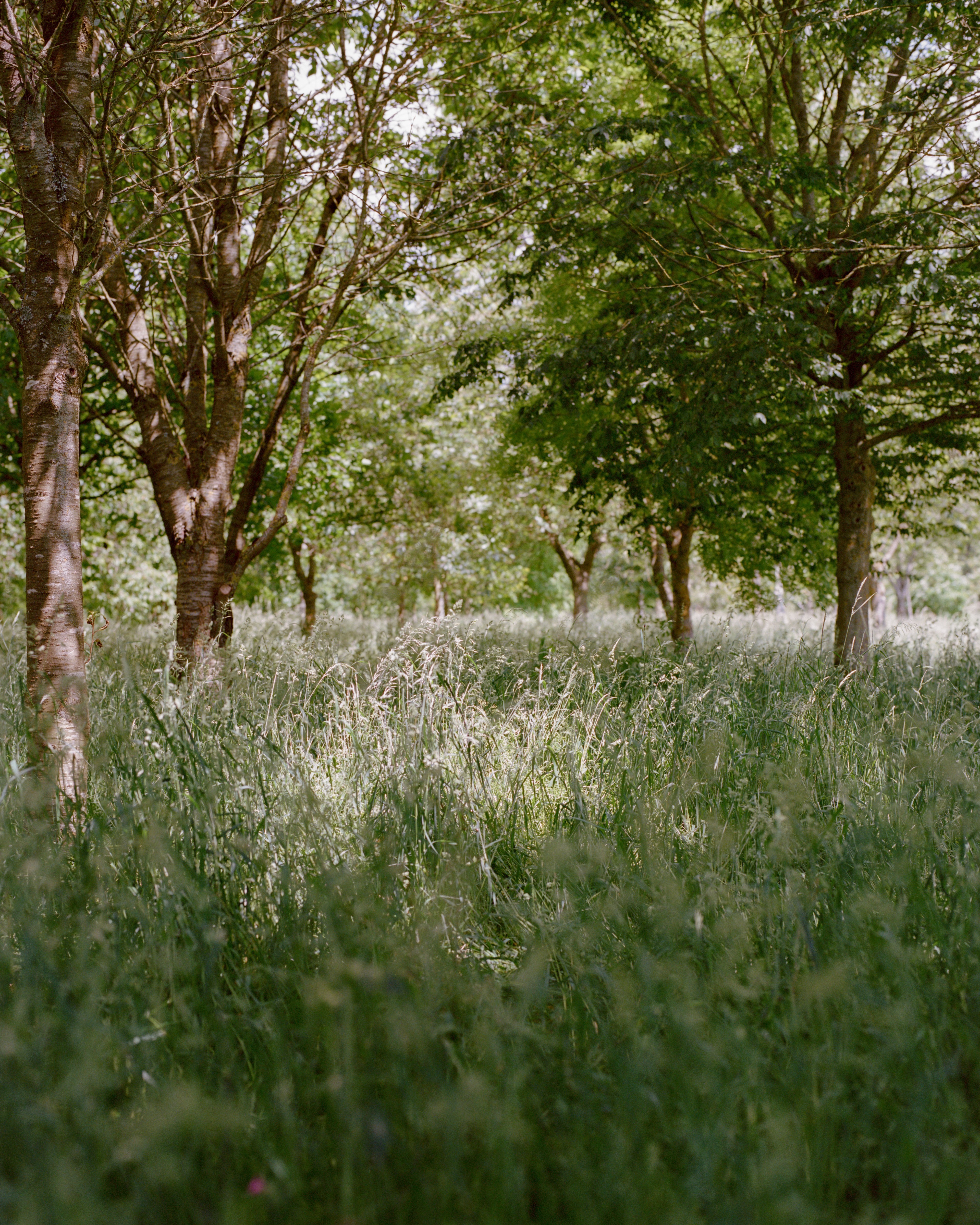planting new woodlands uk