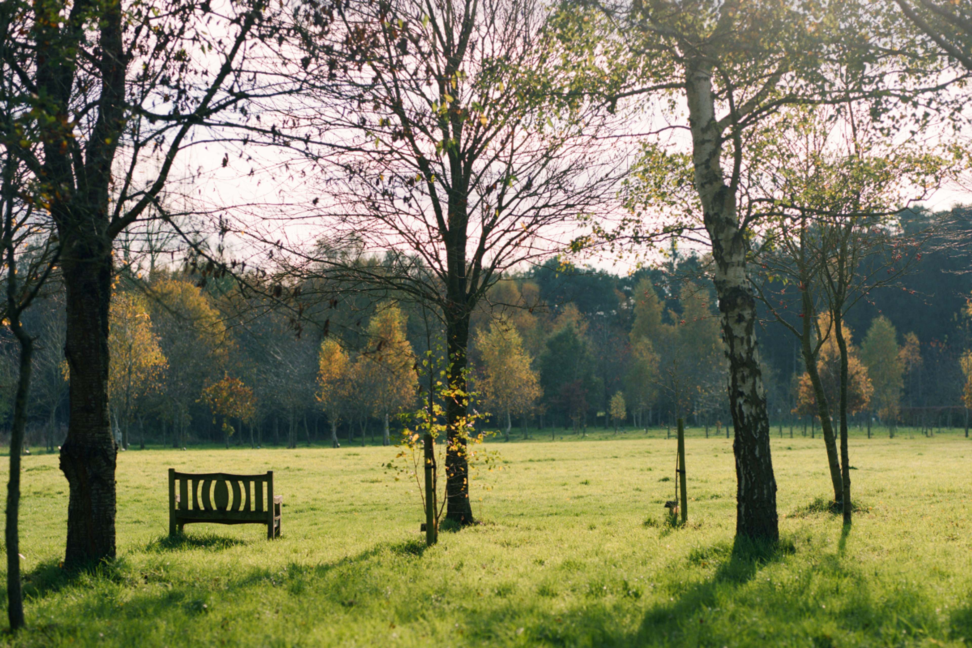 bench in natural park