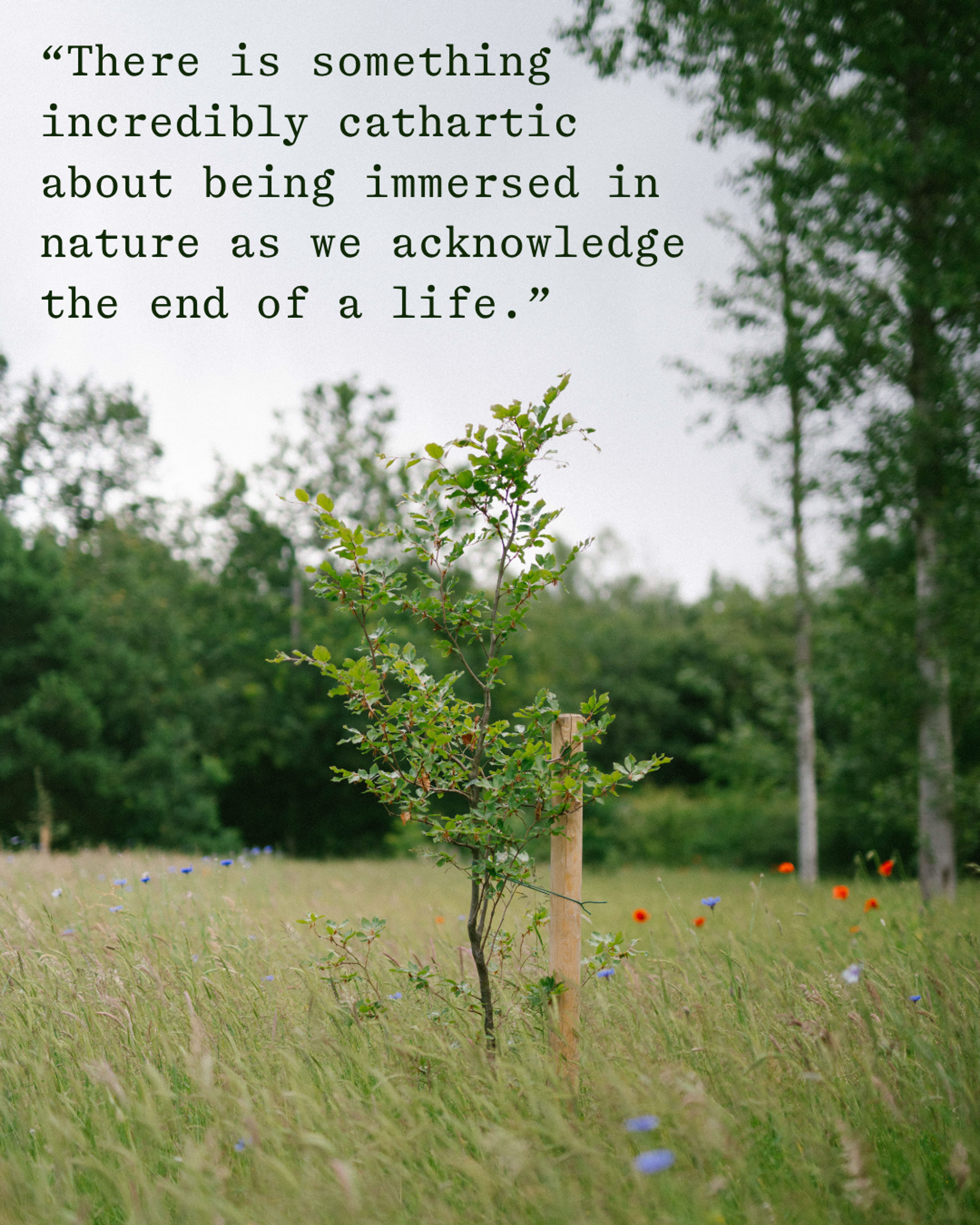 natural burial memorial tree