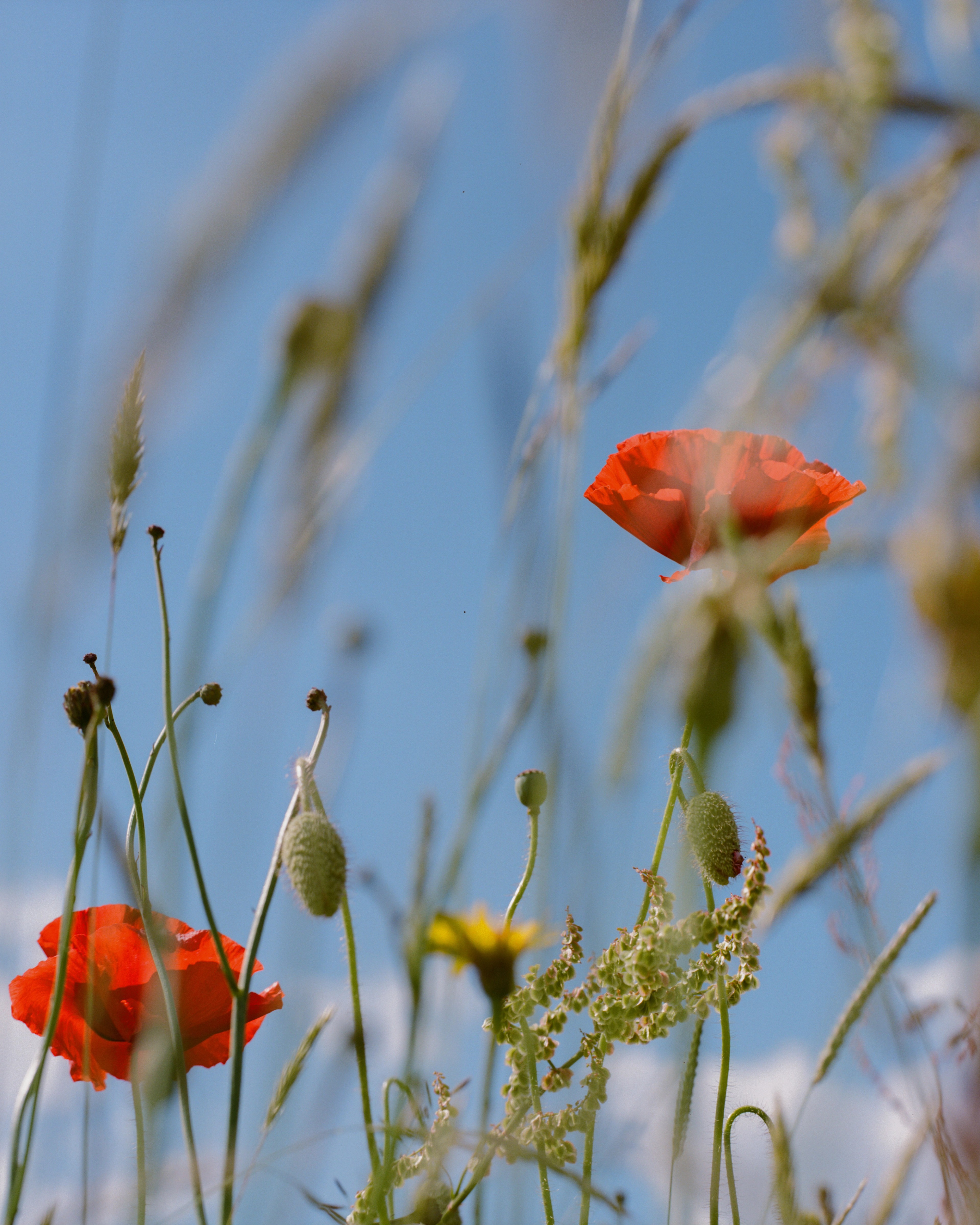 native poppy species uk