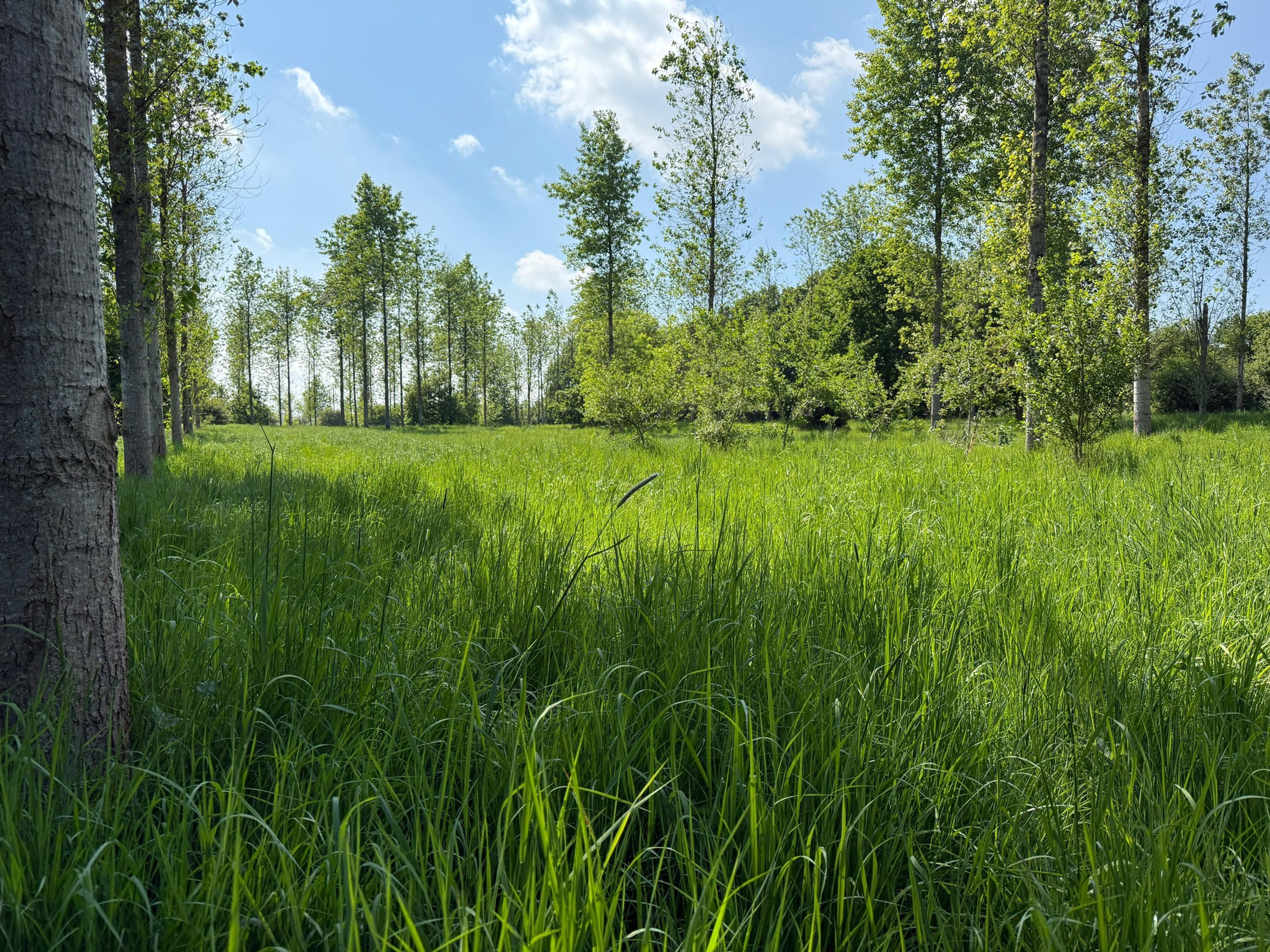 Tithe Green Natural Burial site in Markfield