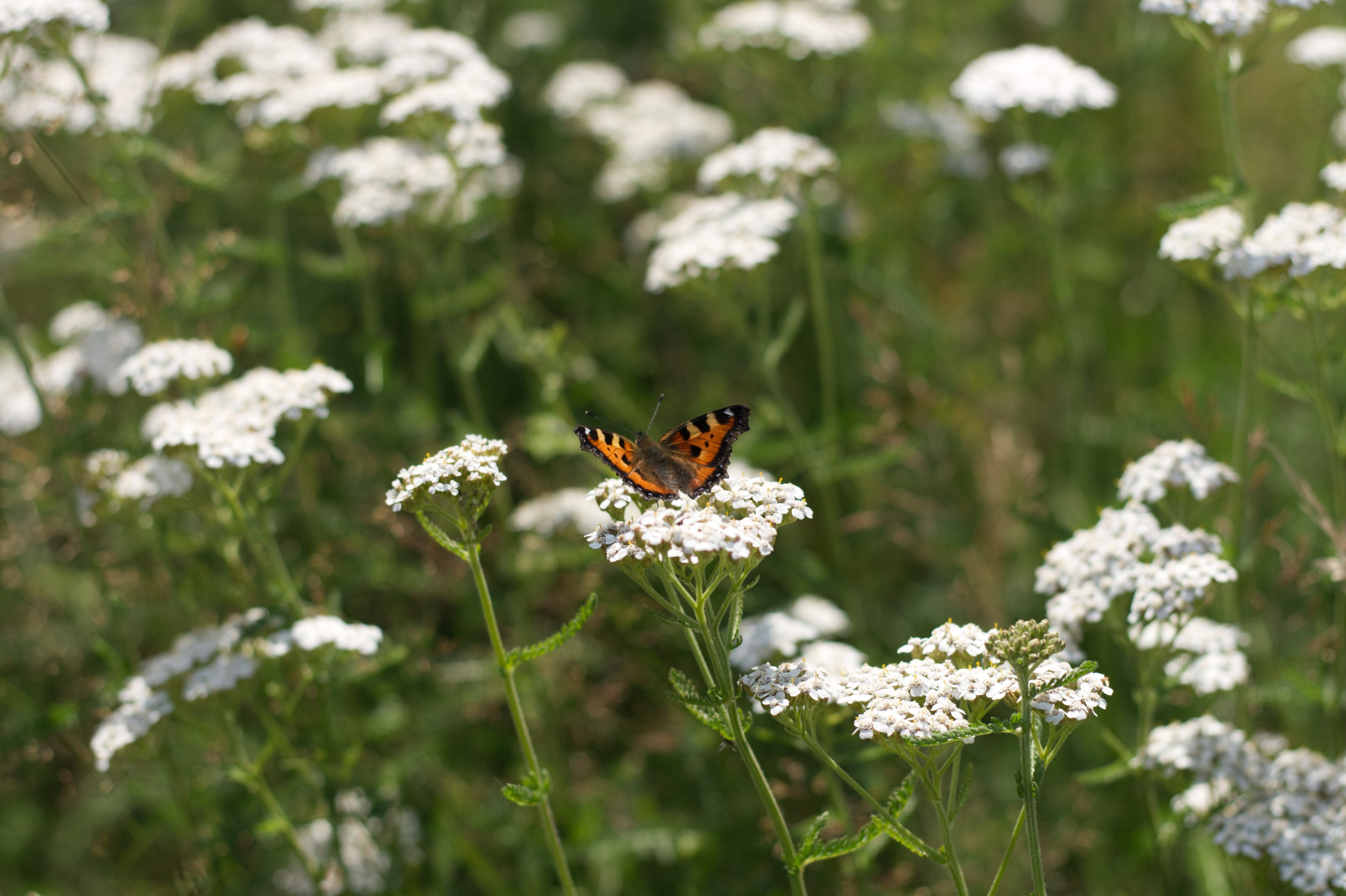 butterfly on white yarrow wild flower