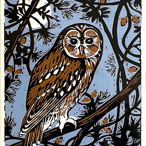 
                  Diane Rose , 
                  Owl in Pine Tree , 
                  undefined
                