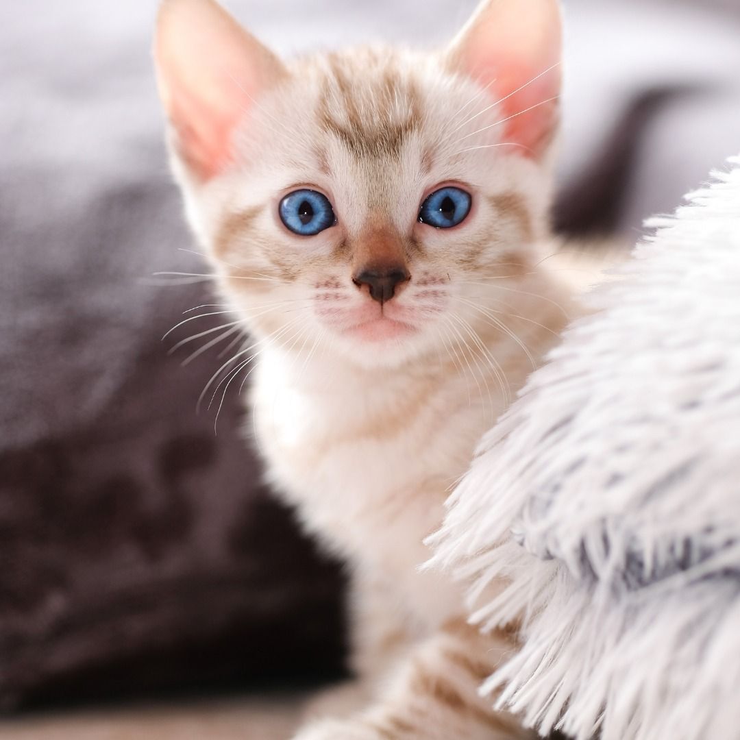 a kitten with blue eyes is laying on a blanket and looking at the camera .