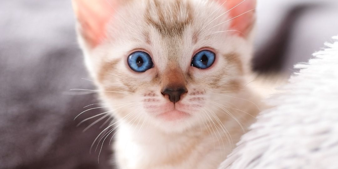 a kitten with blue eyes is laying on a blanket and looking at the camera .