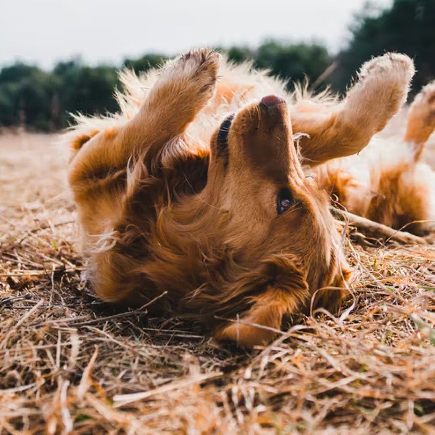 Golden Retriever rolling on back in the grass .