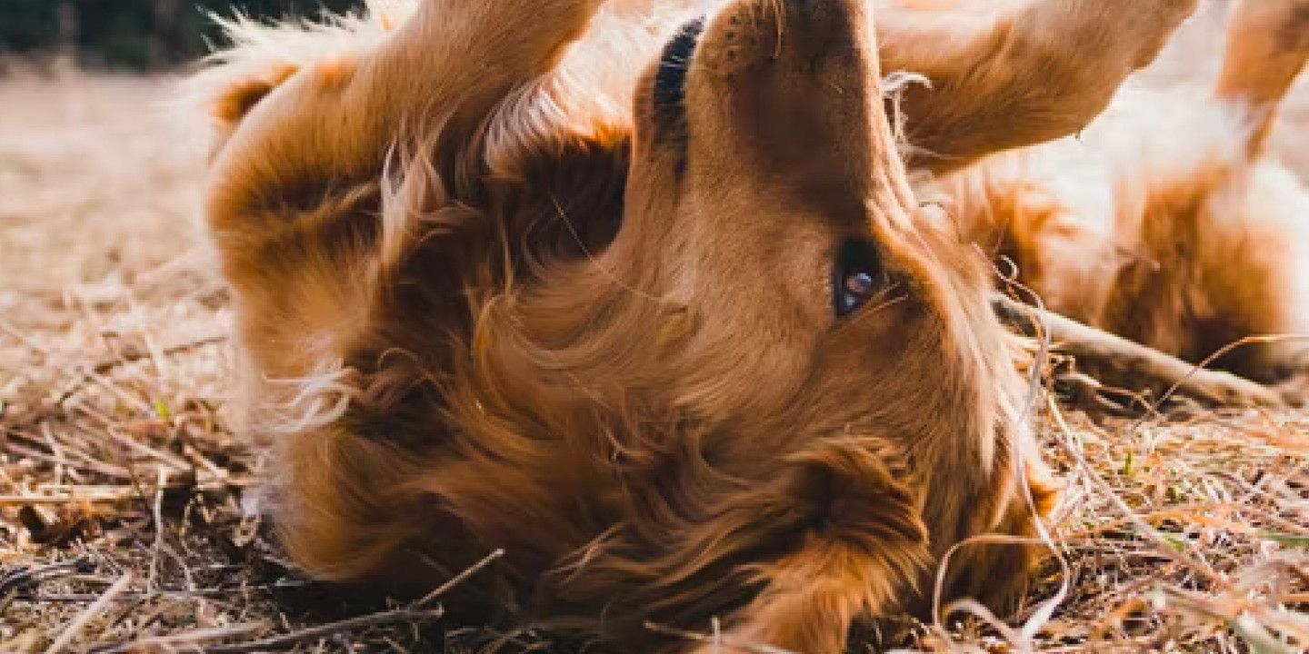 Golden Retriever rolling on back in the grass .