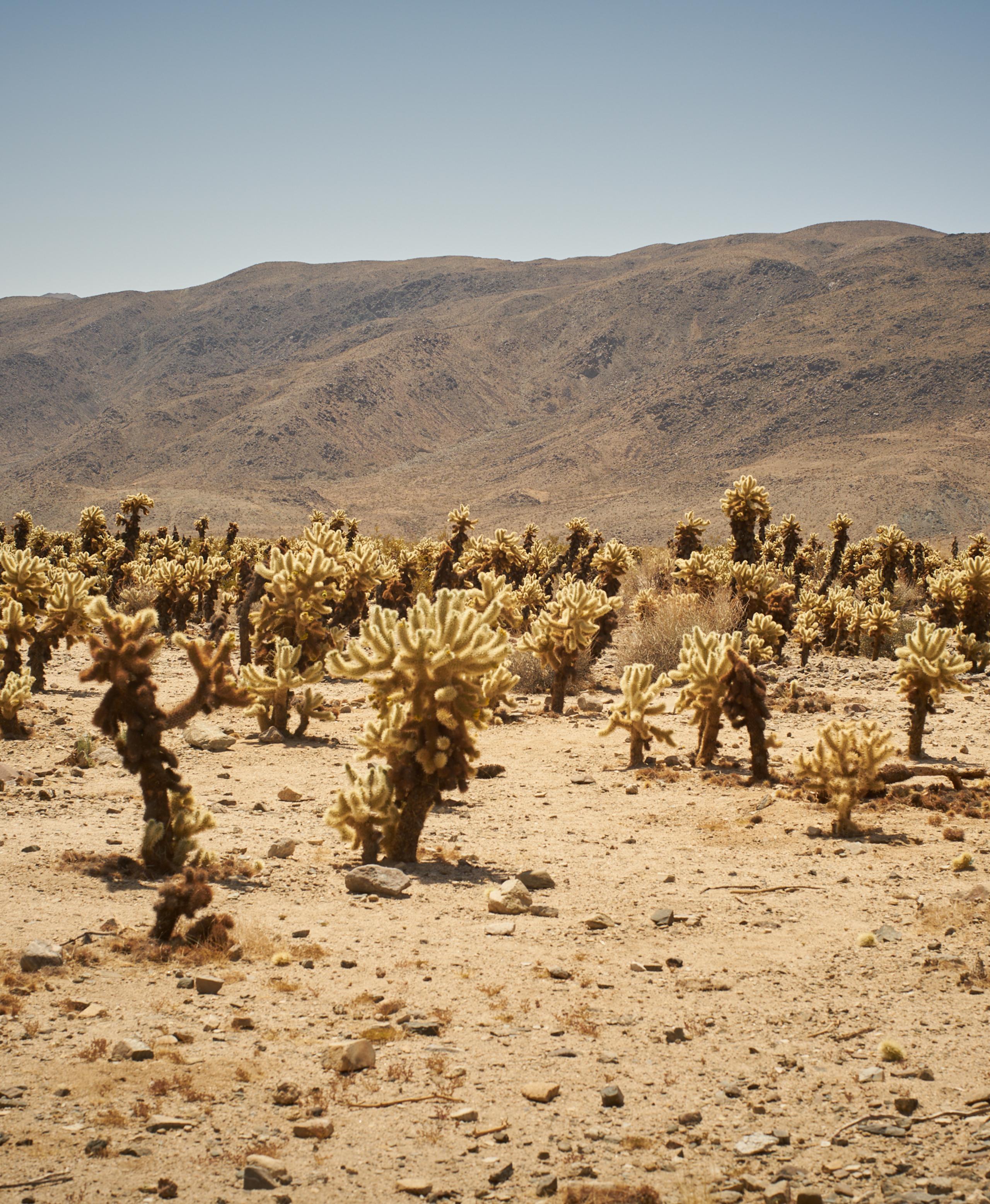Joshua trees in desert landscape