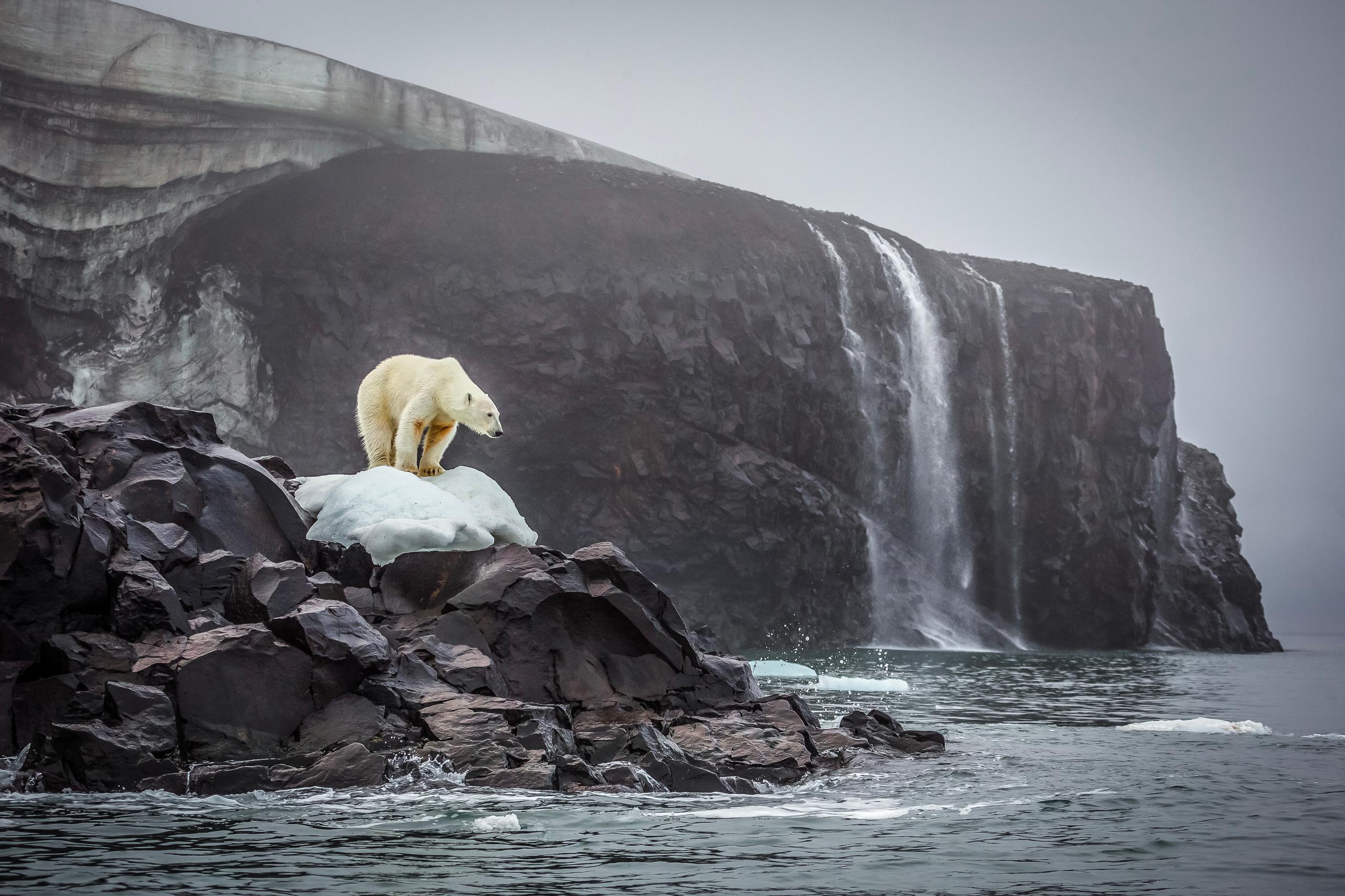 Polar bear on small ice cap on coast of Russian arctic