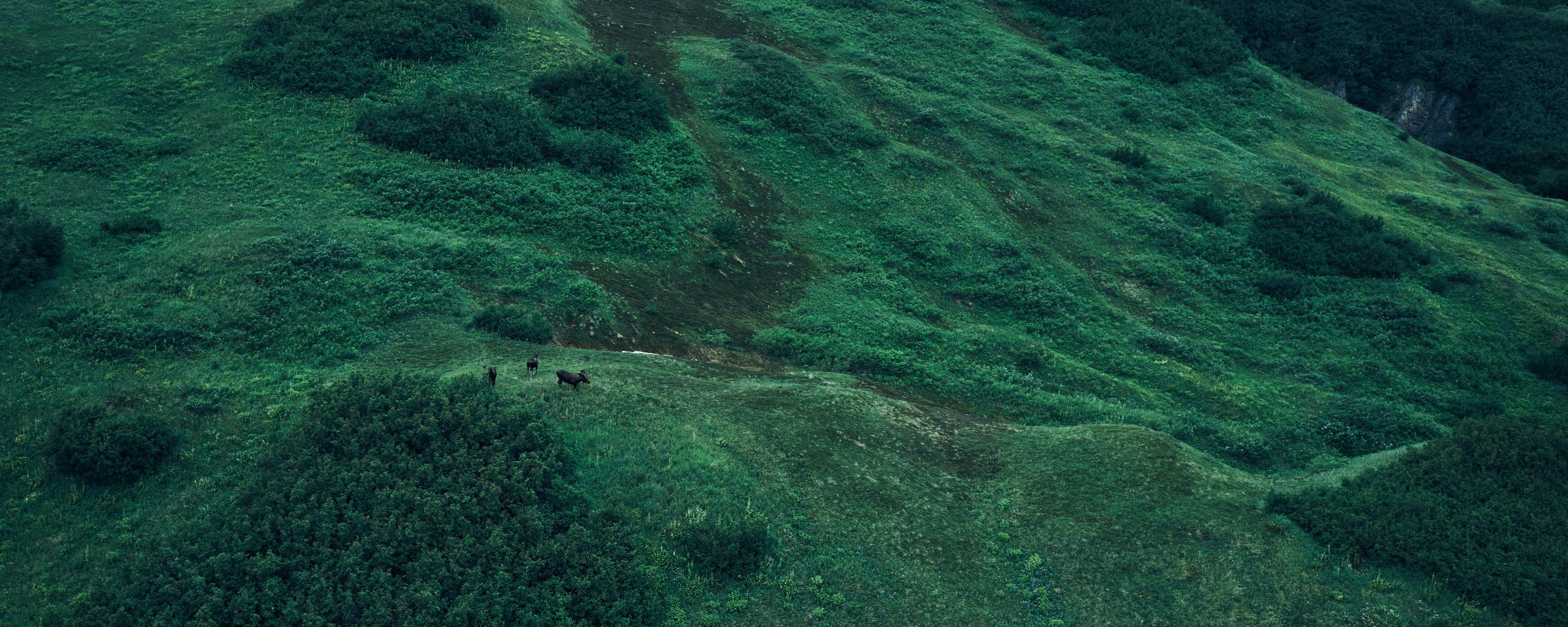 Aerial photo of Alaskan mountains with moose