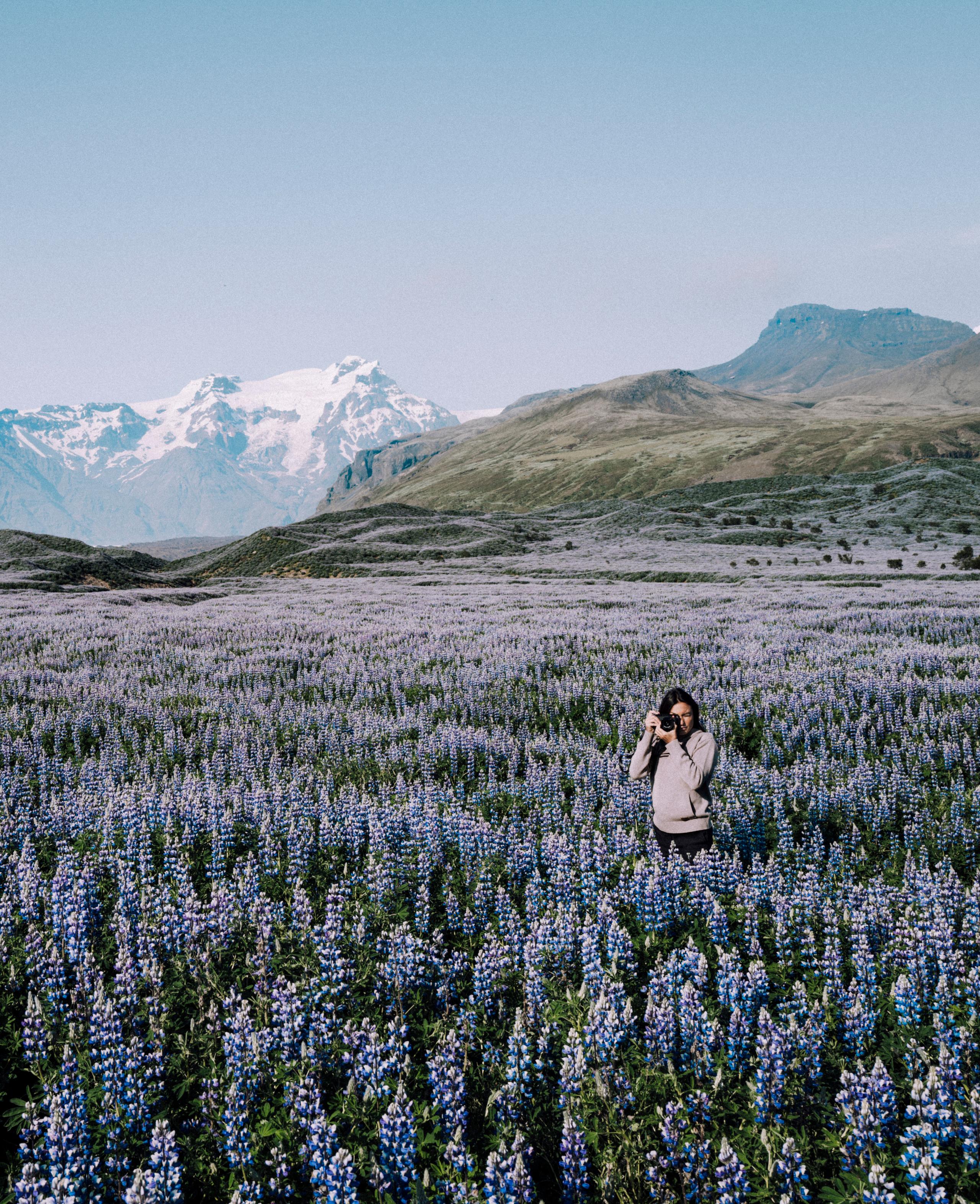 Woman holding up camera taking a picture standing in a field of lavender in Iceland with snowy mountains in background
