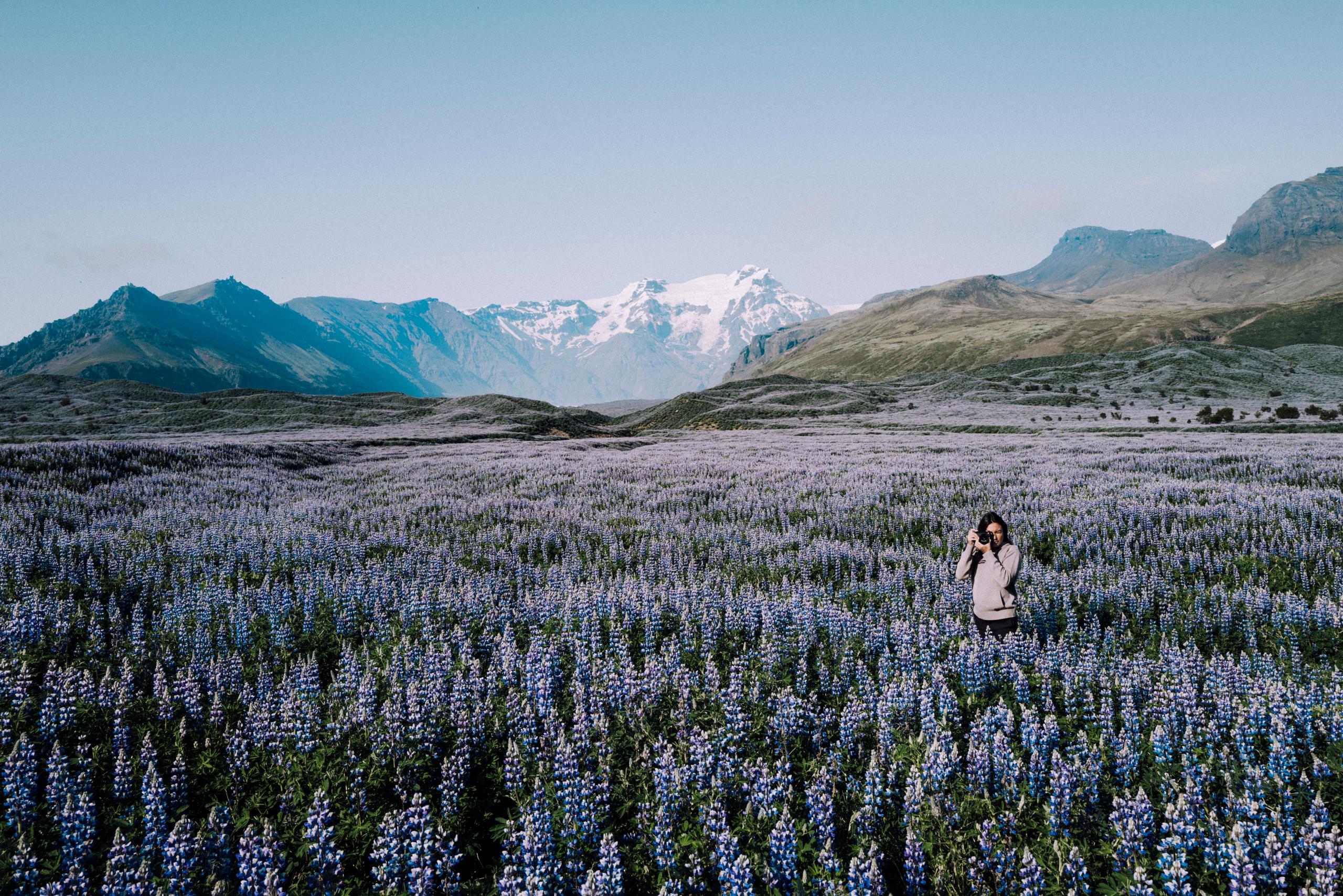 Woman holding up camera taking a picture standing in a field of lavender in Iceland with snowy mountains in background