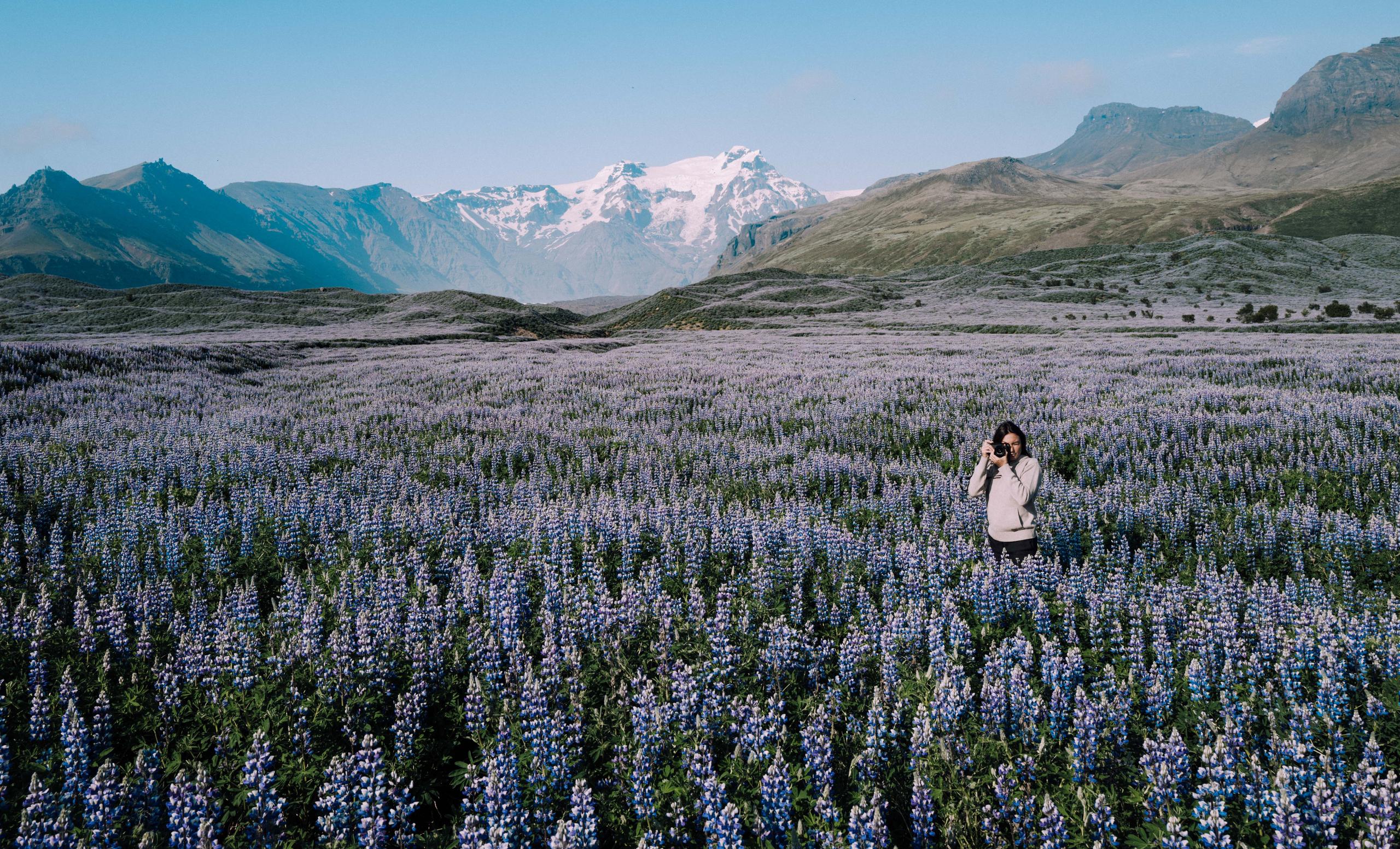 A woman in Ava Cashmere Hooded Sweater in a flower field in Iceland.