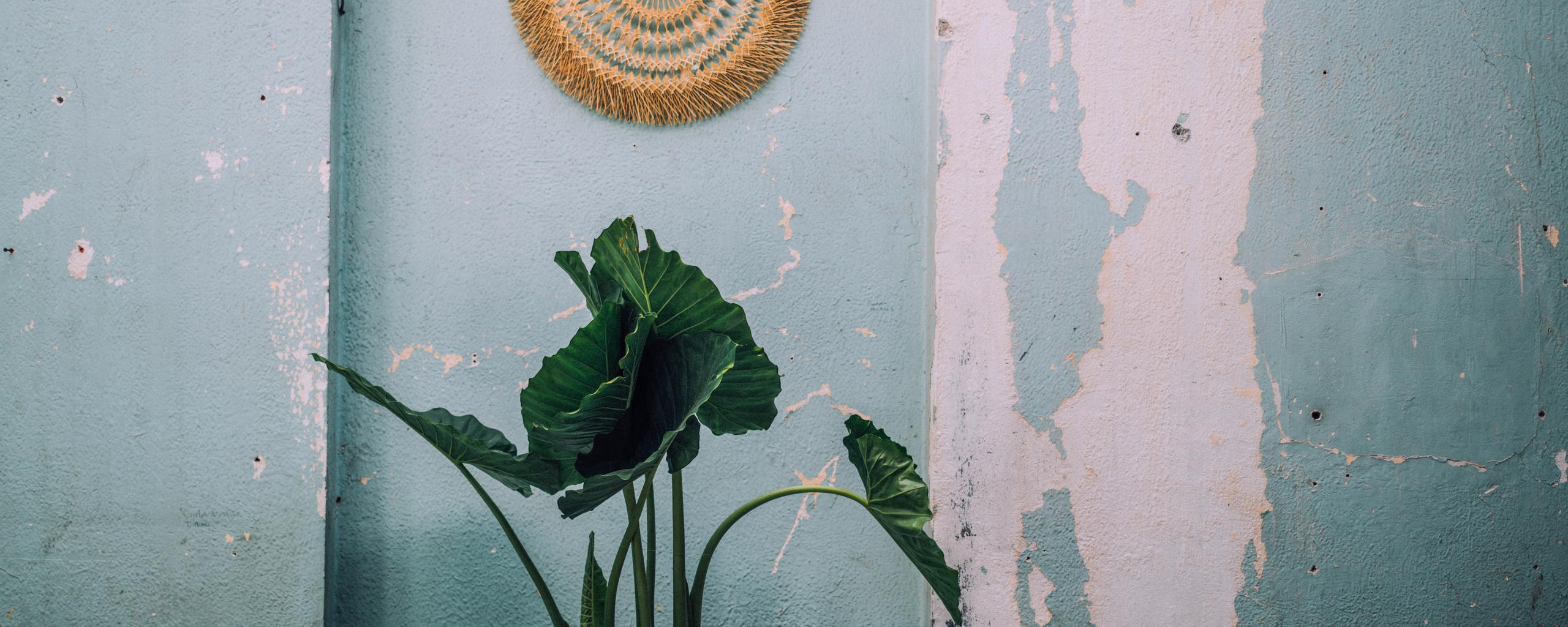 Plant and blue textured wall in Mexico City