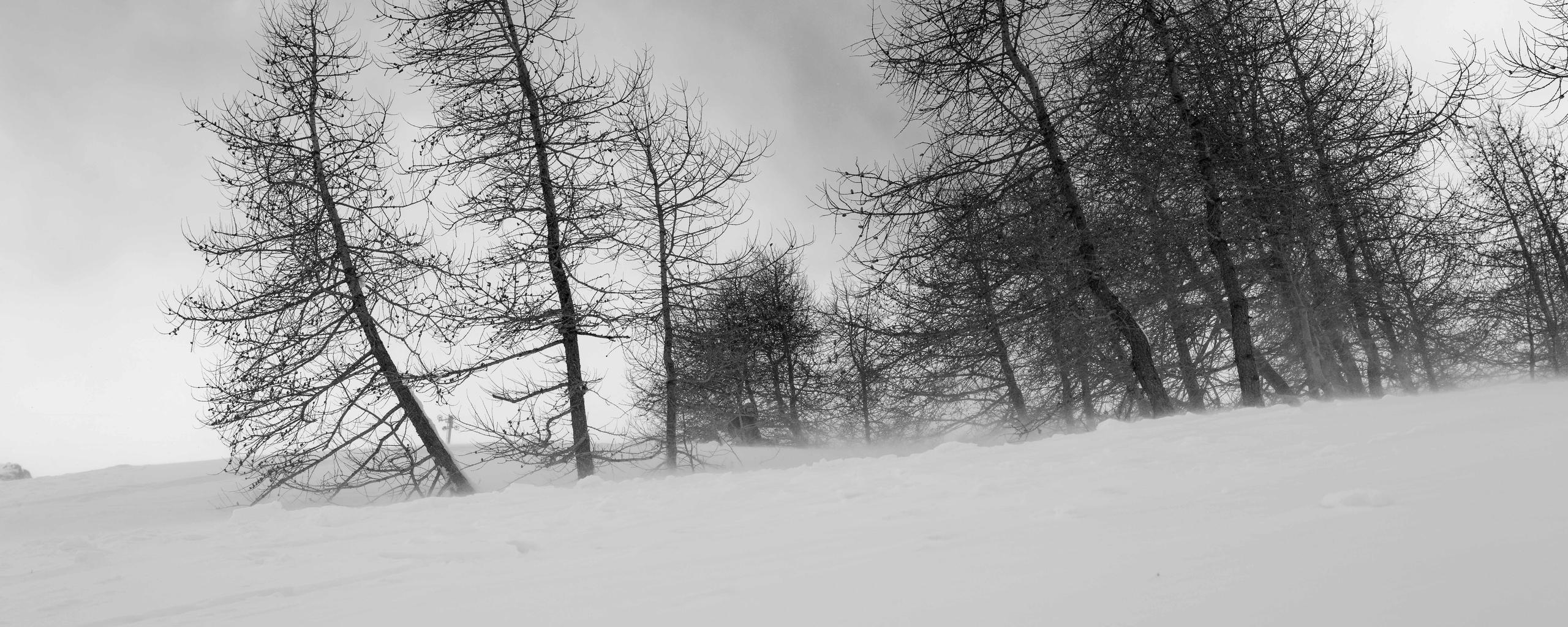 Black and white photo of bare trees in snowy landscape