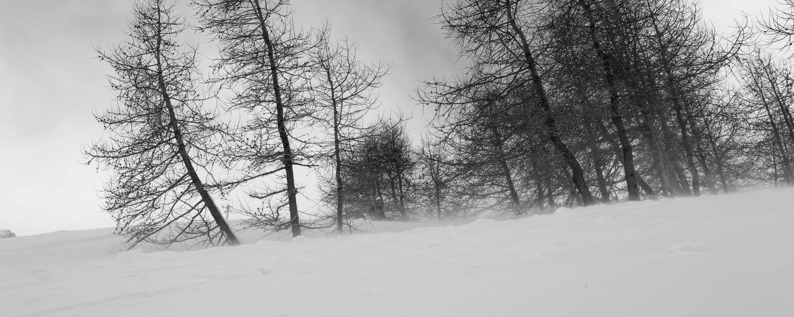 Black and white photo of sparse trees on snowy mountainside in the French Alps